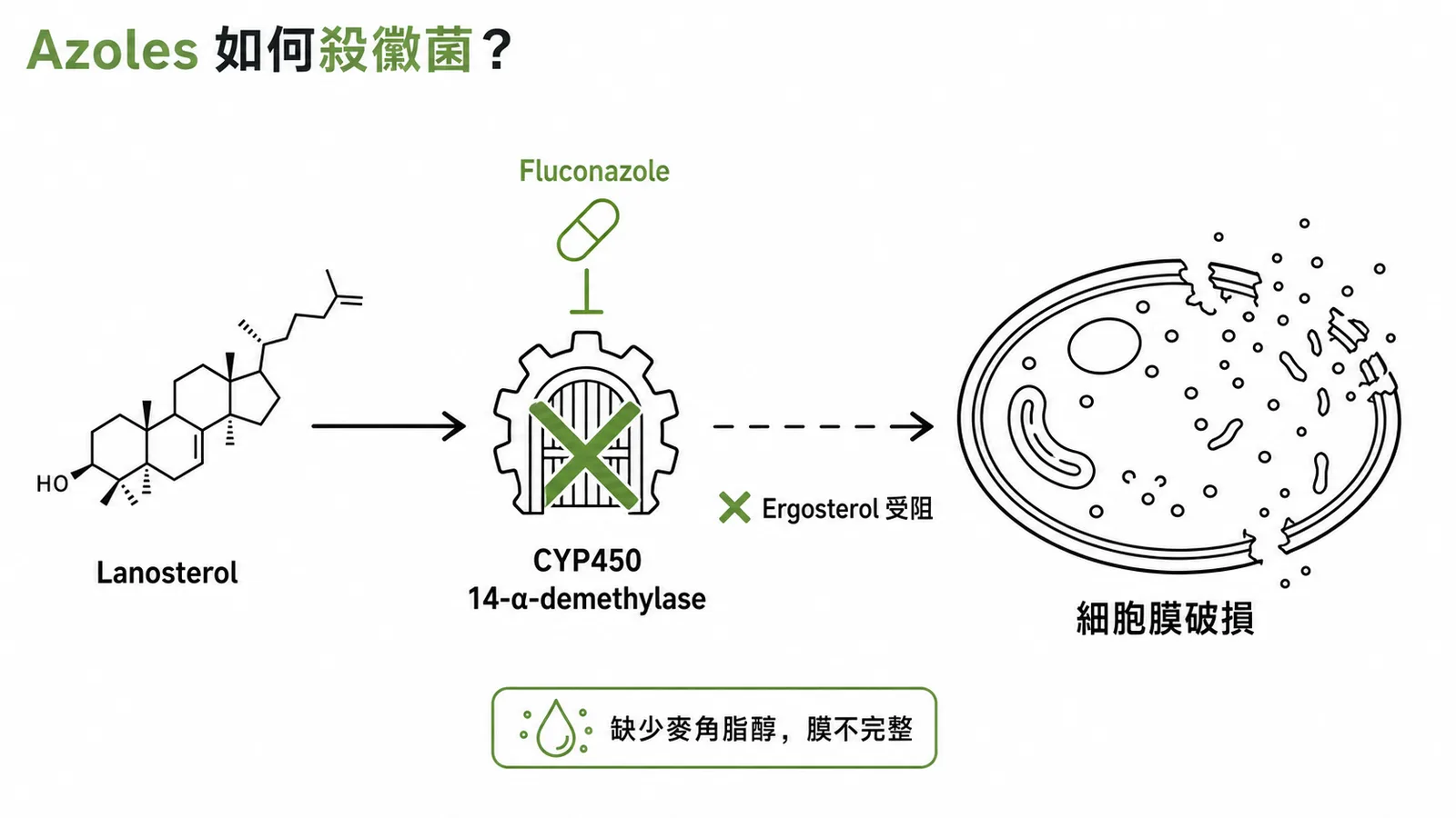 唑類抗黴菌藥抑制 CYP450 阻斷麥角脂醇合成示意圖