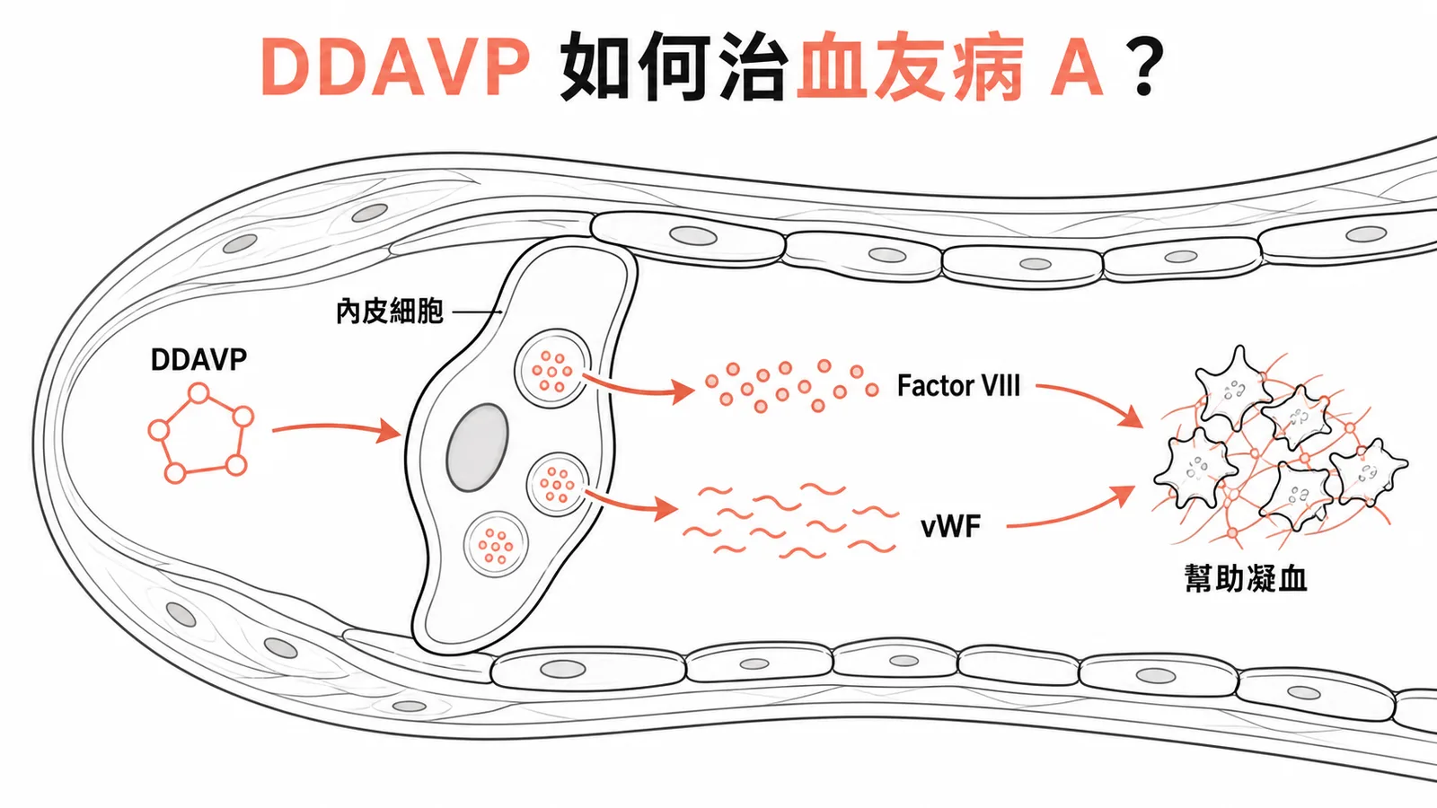 Desmopressin 刺激內皮細胞釋放第八凝血因子治療血友病 A 示意圖