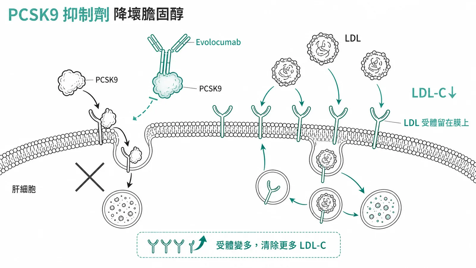 PCSK9 抑制劑增加 LDL 受體清除血中壞膽固醇示意圖