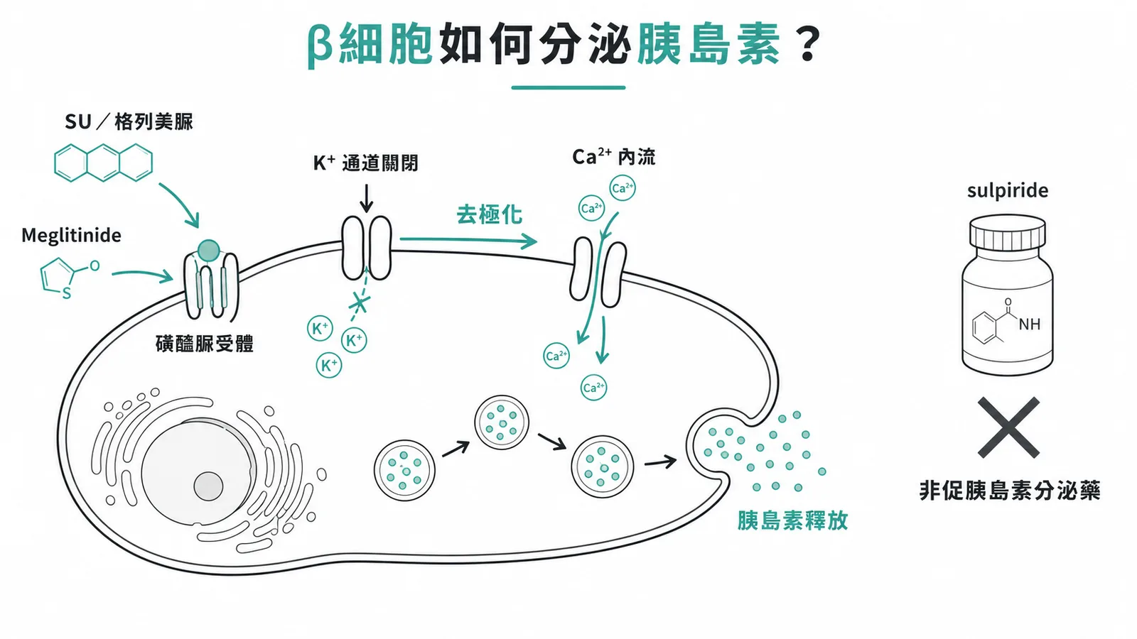 促進胰島素分泌藥物作用於胰臟β細胞的機轉示意圖