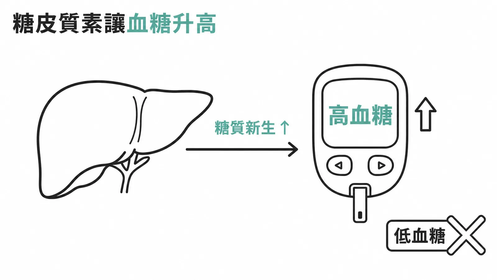 糖皮質素會升高血糖而非低血糖的機轉示意圖