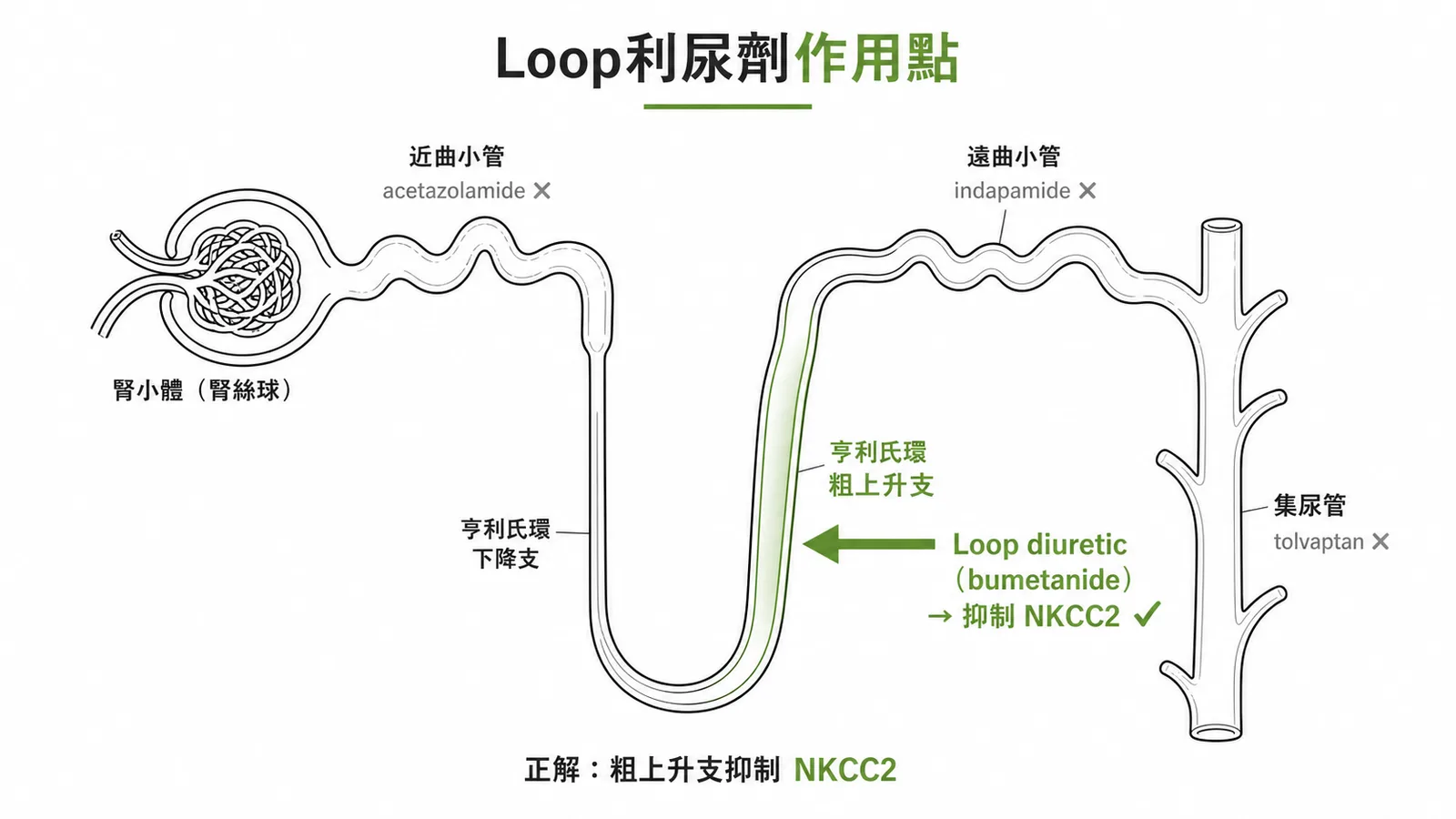 四類利尿劑作用位置示意圖:loop diuretic 作用於亨利氏環