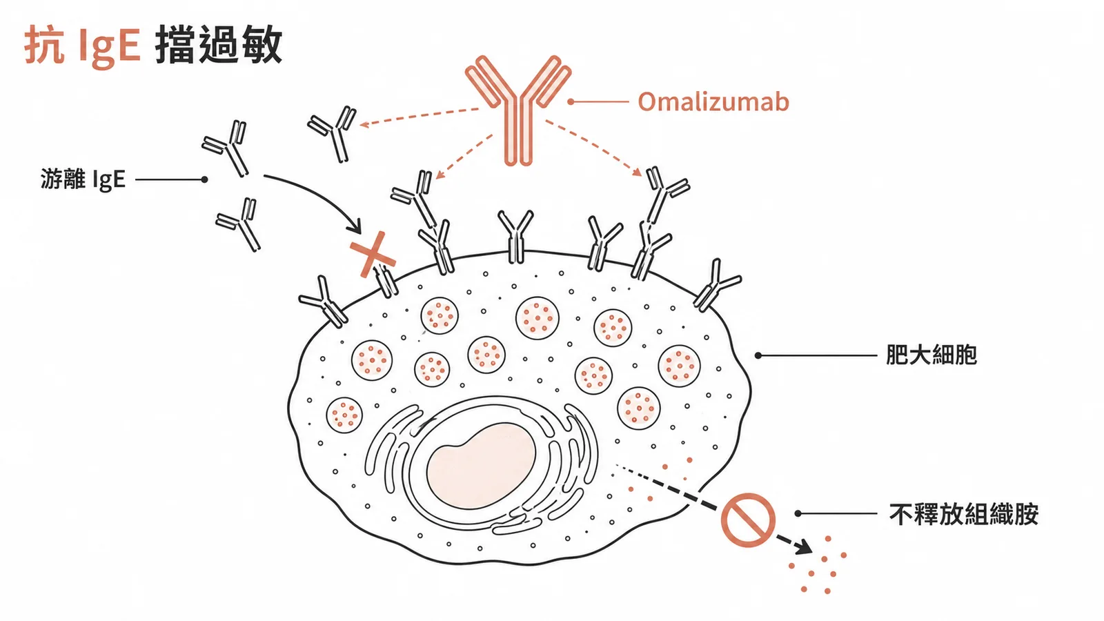 Omalizumab 結合游離 IgE 阻斷過敏反應的機轉