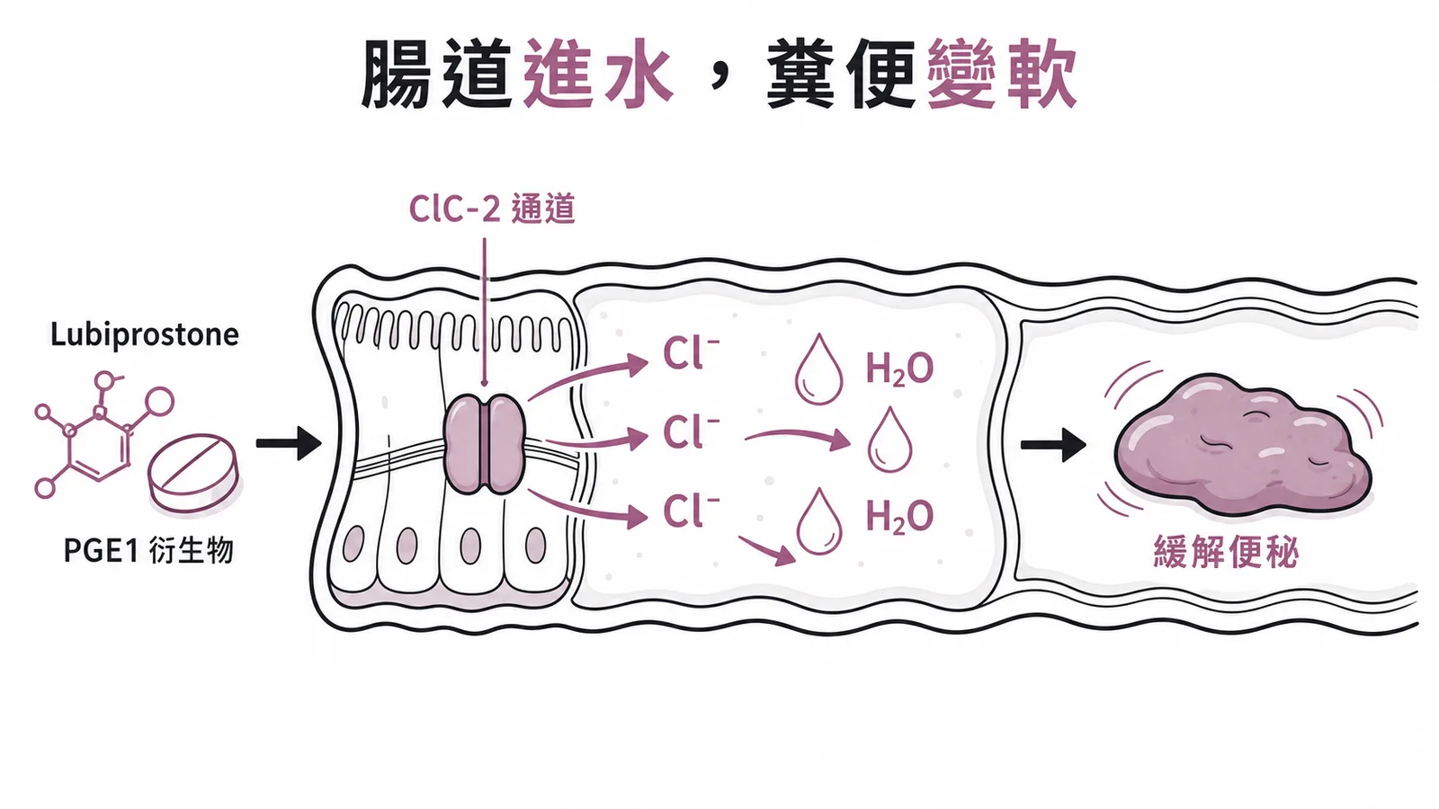 Lubiprostone 活化 ClC-2 氯離子通道促進腸道水分分泌