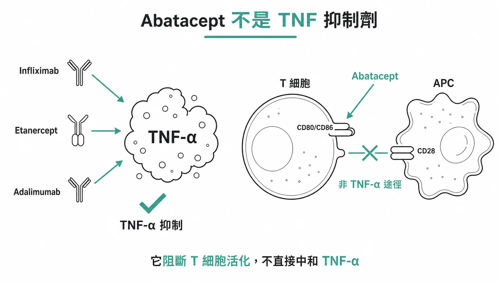 Abatacept 抑制 T 細胞活化而非直接阻斷 TNF-α 示意圖