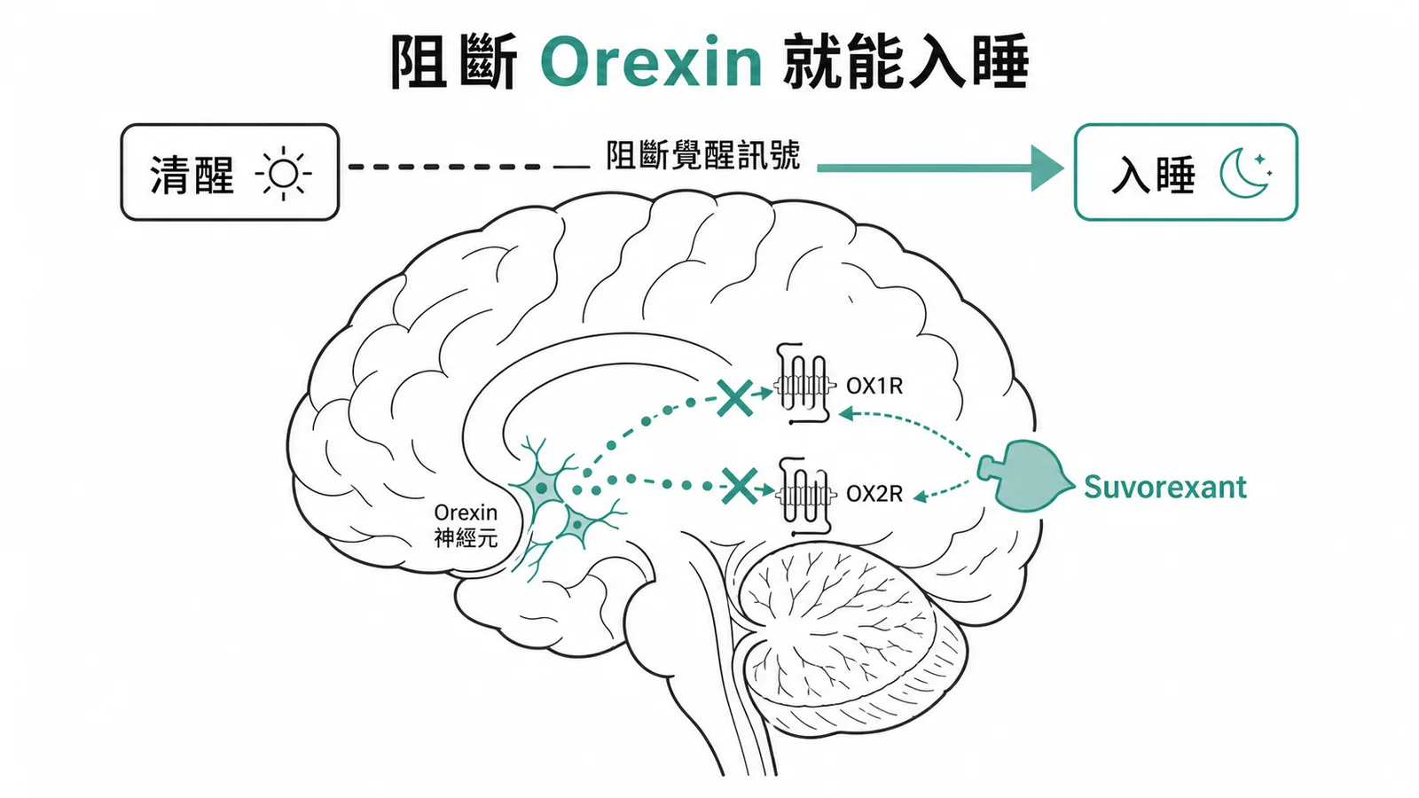 Suvorexant 拮抗 orexin 受體產生安眠作用示意圖