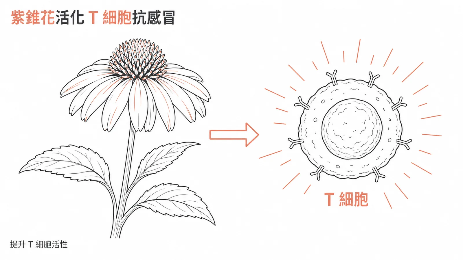 紫錐花 Echinacea 提高 T 細胞活性用於上呼吸道感染示意圖