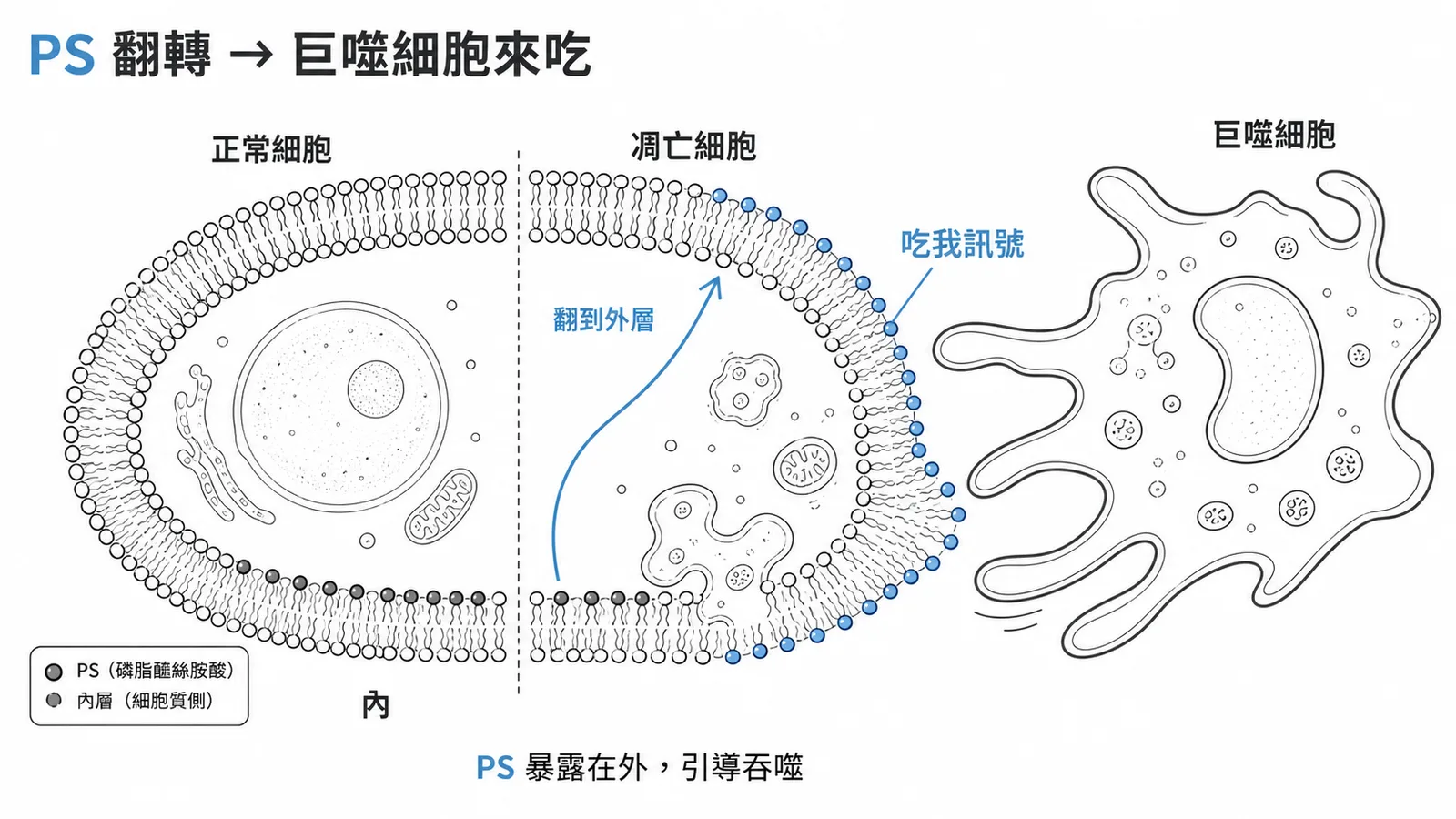 細胞凋亡時磷脂醯絲胺酸翻轉到外層成為吃我訊號示意圖