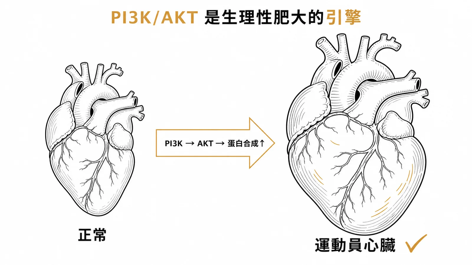 PI3K/AKT 路徑驅動生理性肥大如運動員心臟示意圖