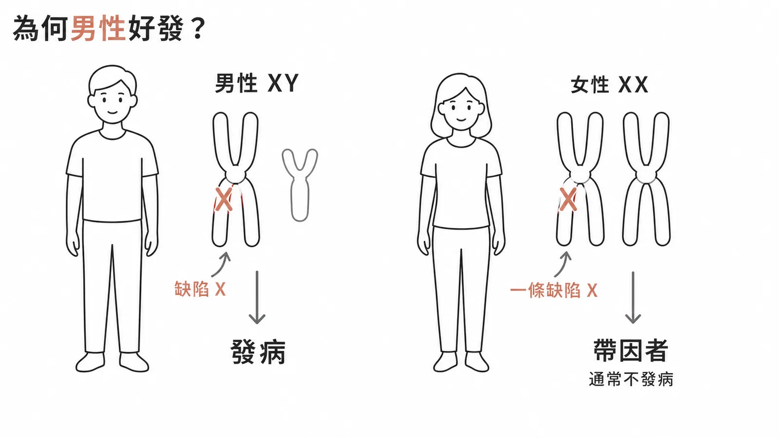 G6PD 缺乏症 X 聯隱性遺傳模式:男性一條缺陷 X 即發病