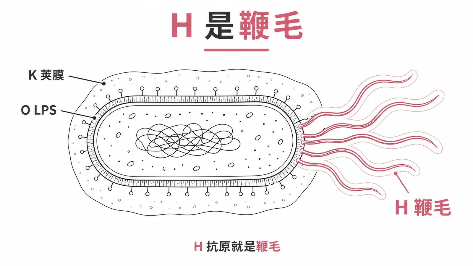 大腸桿菌 O-H-K 抗原：H 代表鞭毛