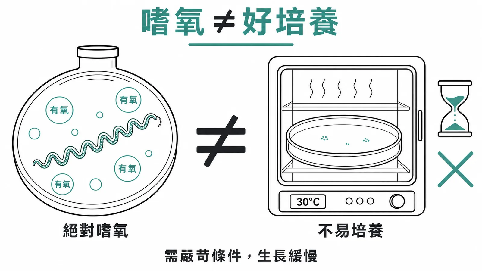 鈎端螺旋體：絕對嗜氧但難培養