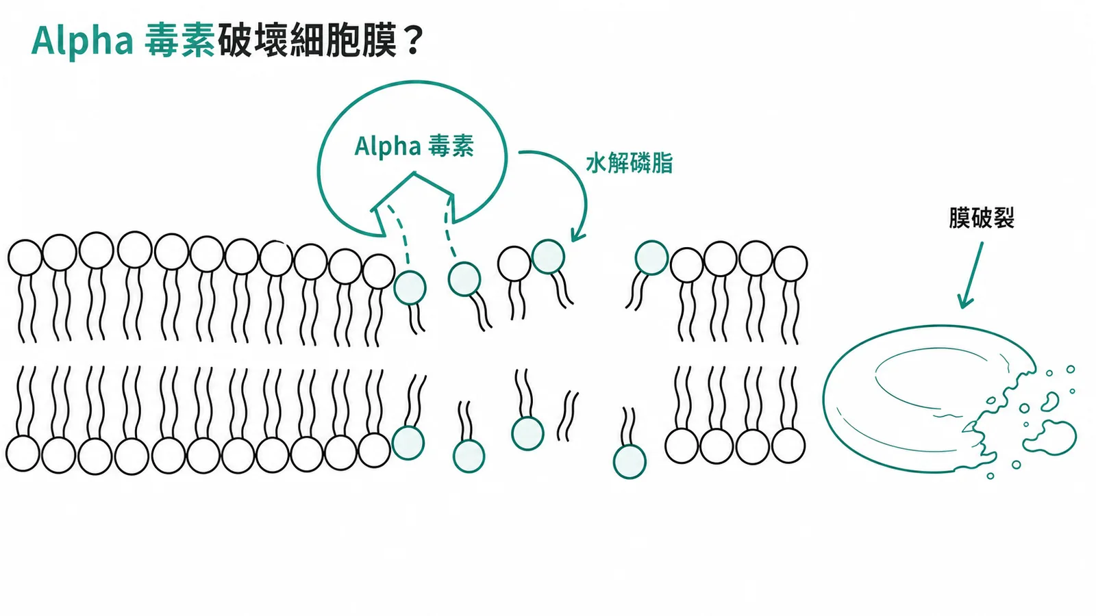 Alpha 毒素是磷脂酶 C，破壞細胞膜致氣狀壞疽