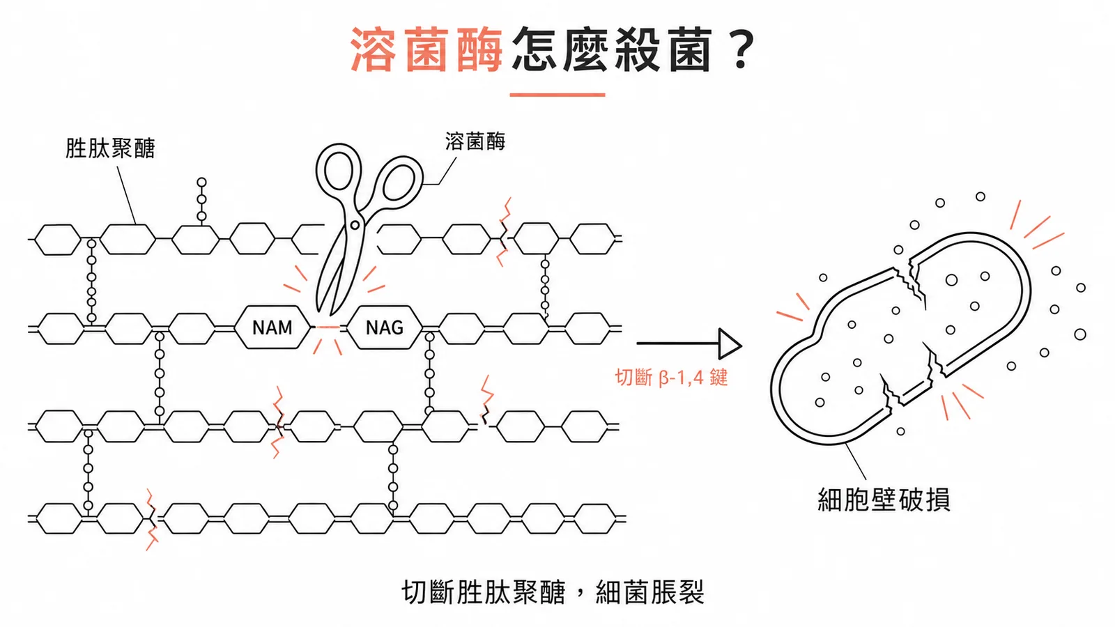 溶菌酶切斷 NAM-NAG 糖苷鍵破壞細胞壁