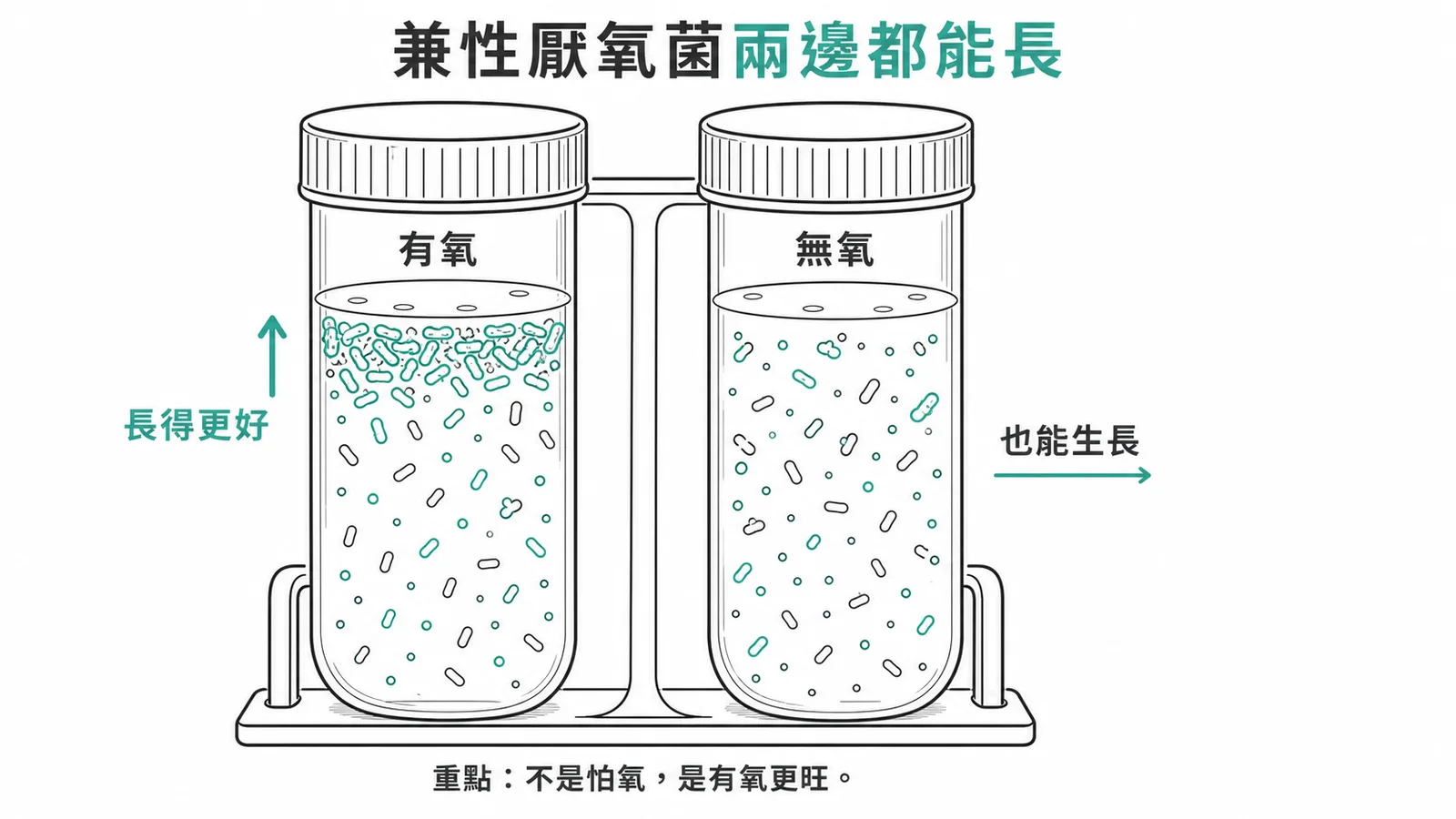 兼性厭氧菌有氧無氧都能生長