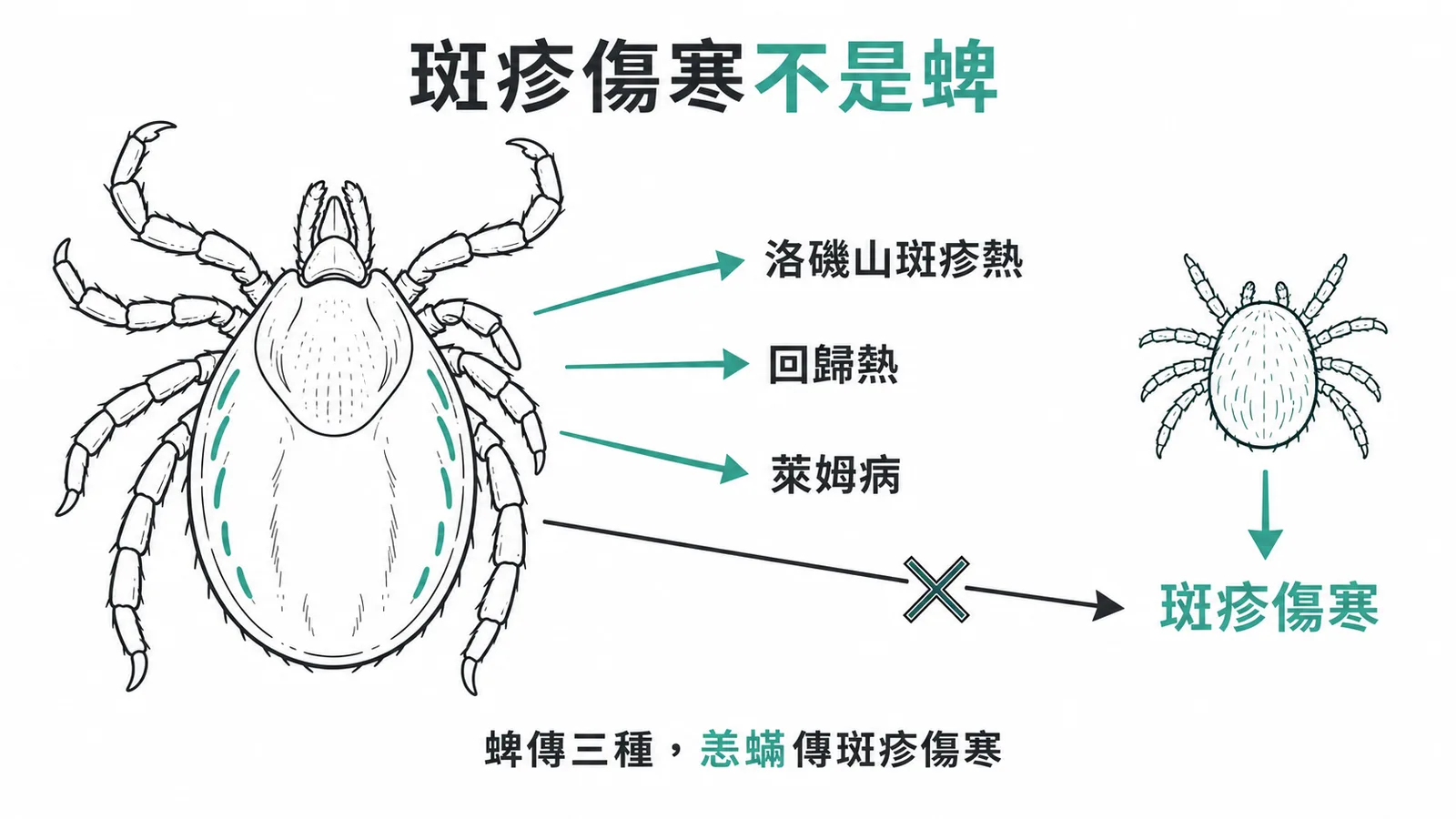 蜱與恙蟎傳播疾病對照：斑疹傷寒由恙蟎而非蜱傳播