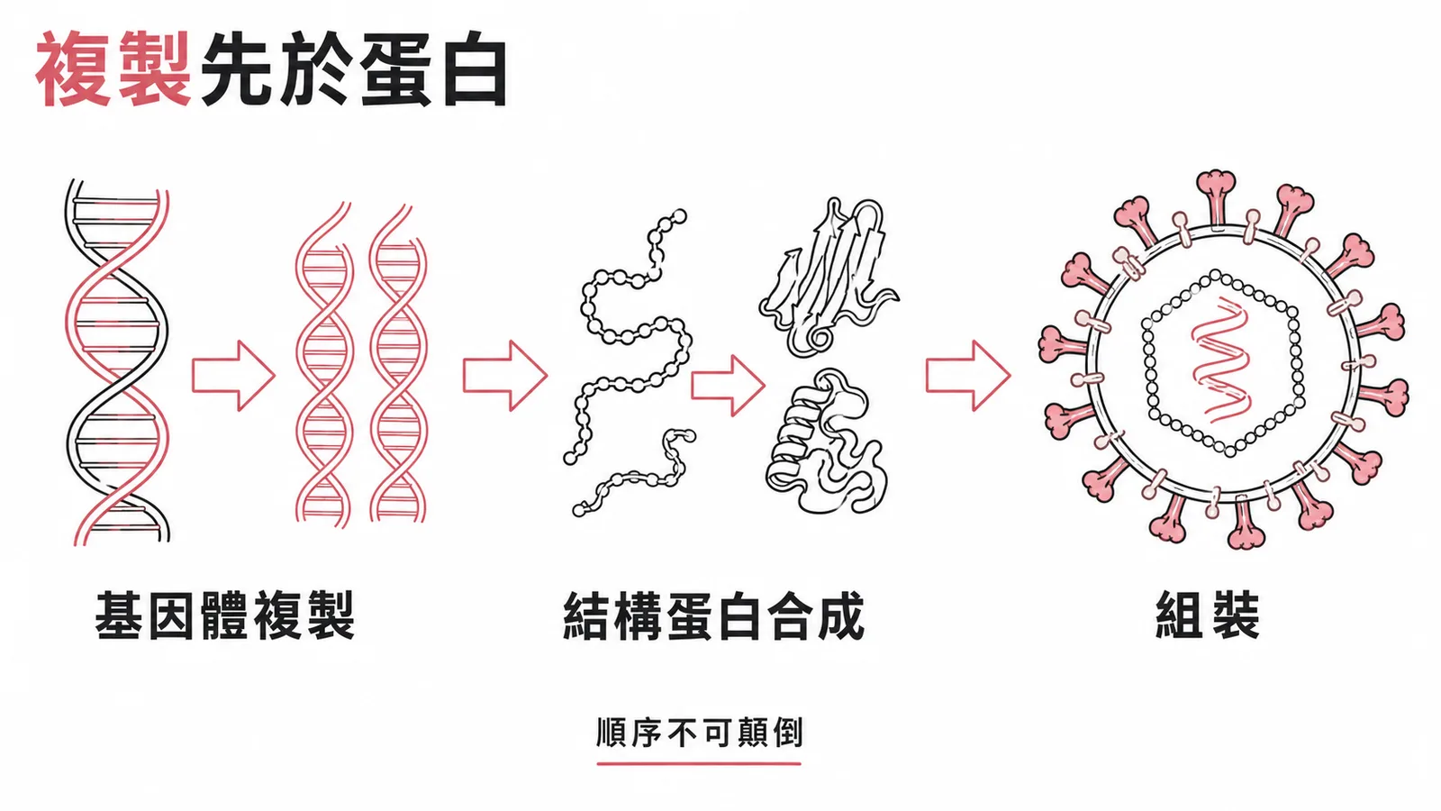 病毒複製流程：基因體先複製再合成結構蛋白最後組裝