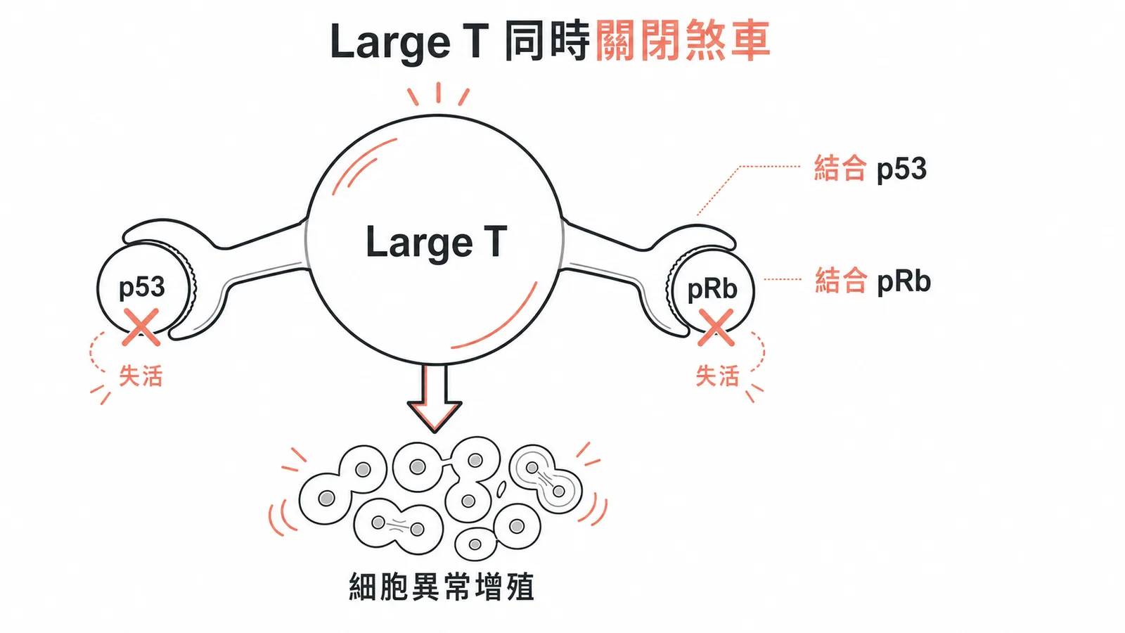 SV40 大 T 抗原同時結合並失活 p53 與 pRb 腫瘤抑制蛋白