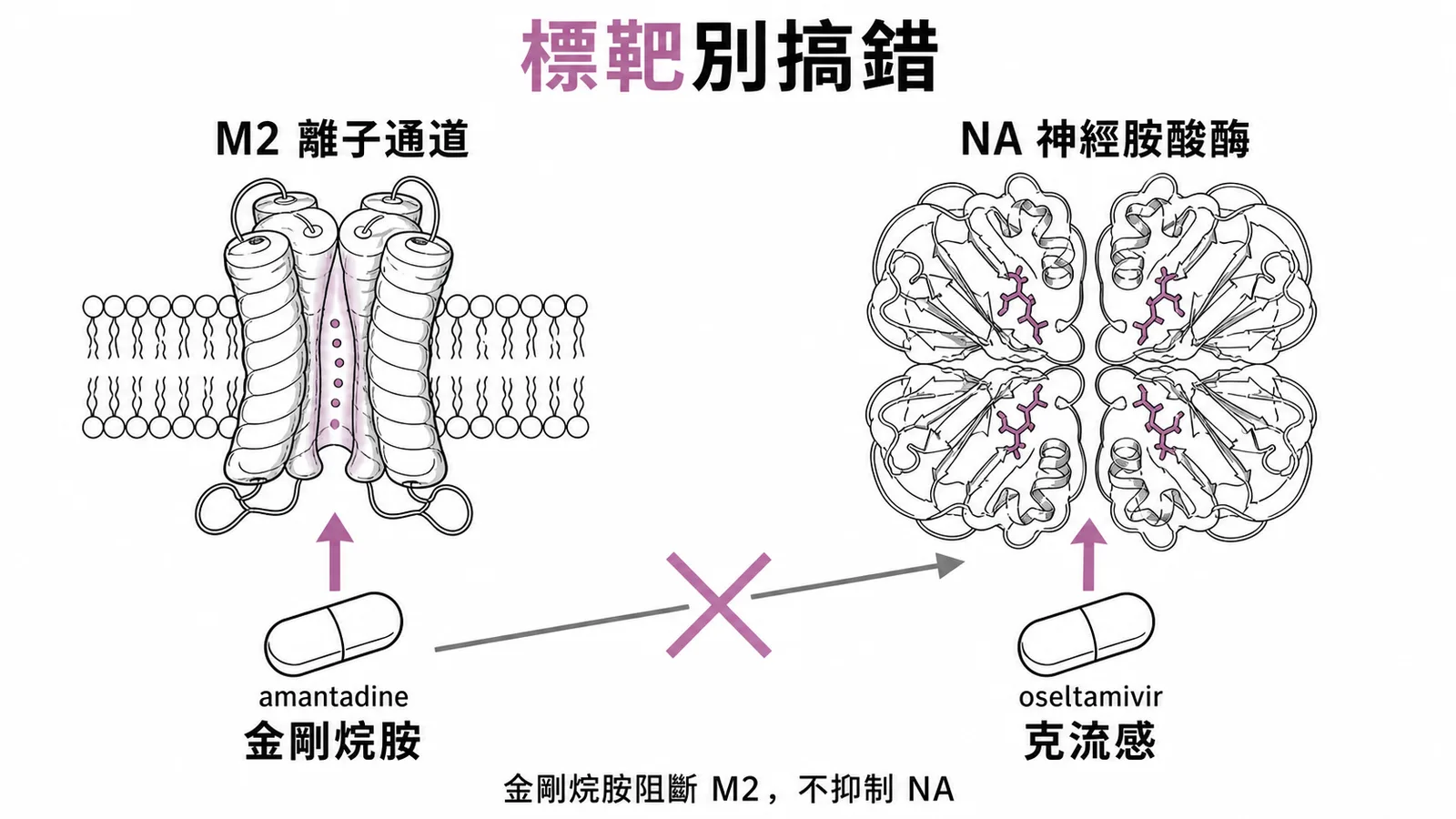 流感藥物標靶對照：金剛烷胺抑制 M2 通道而非 NA