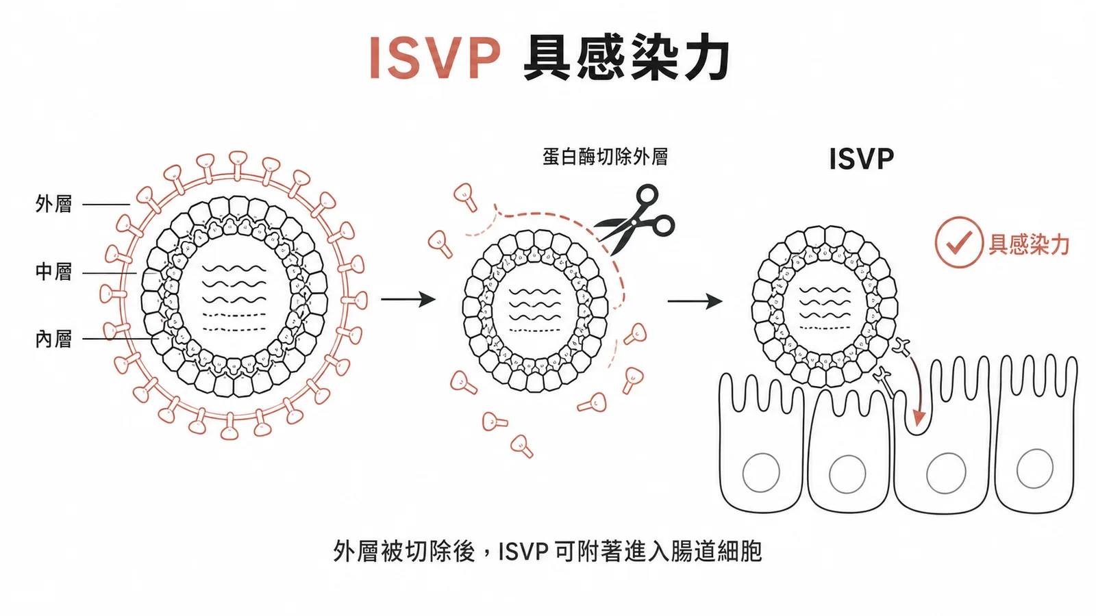 輪狀病毒經蛋白酶處理形成具感染力的 ISVP