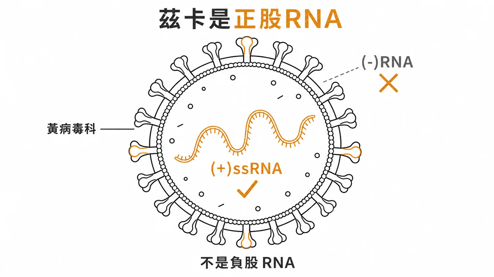 茲卡病毒屬黃病毒科：基因體為正股 RNA 而非負股