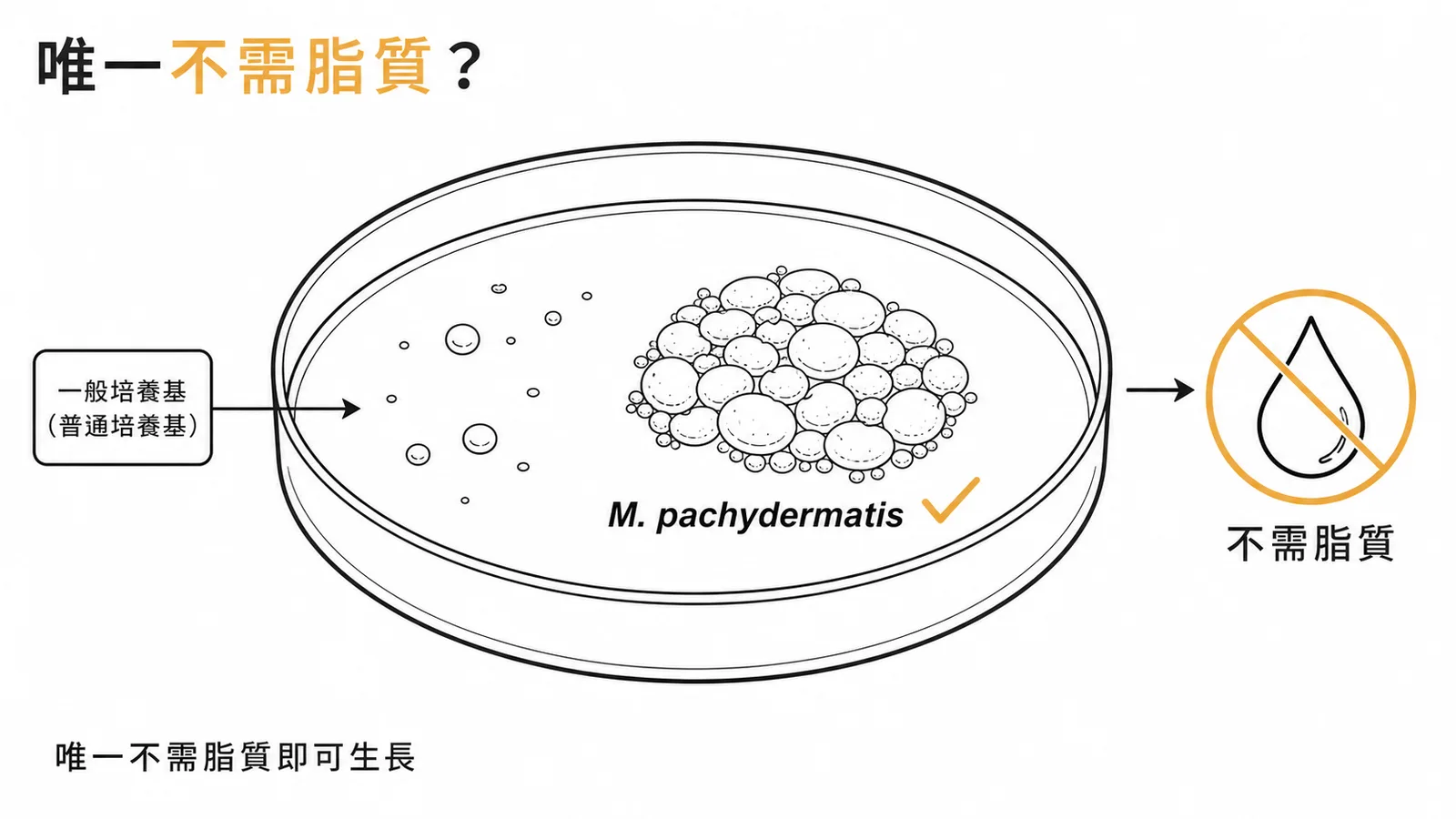 馬拉色菌屬中唯一不需脂質的 M. pachydermatis