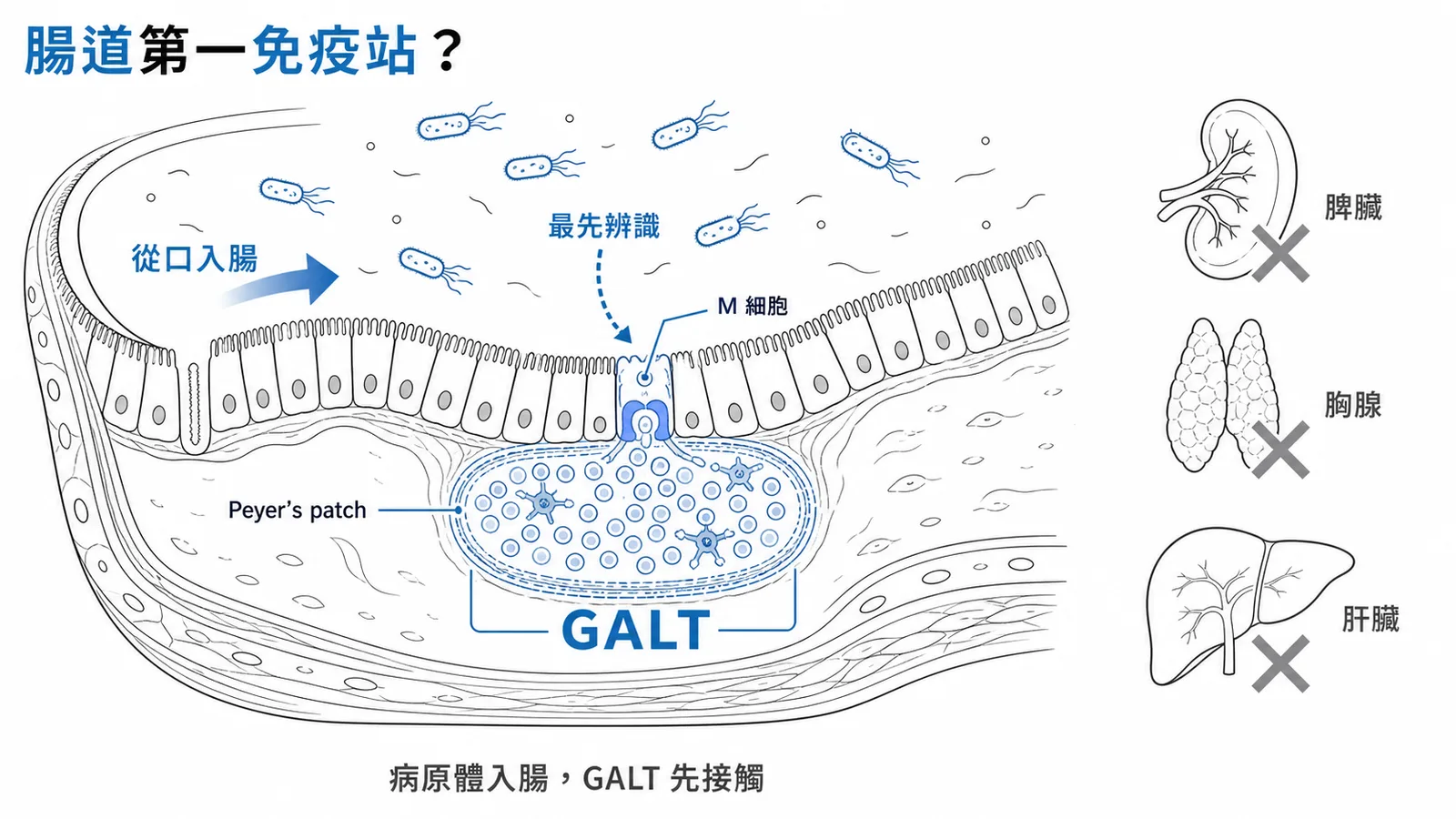 腸道 GALT 是經口病原體的第一免疫接觸站