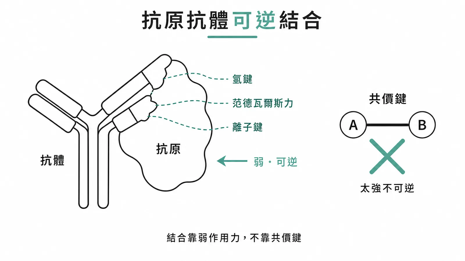 抗體-抗原結合靠非共價弱作用力，共價鍵不參與