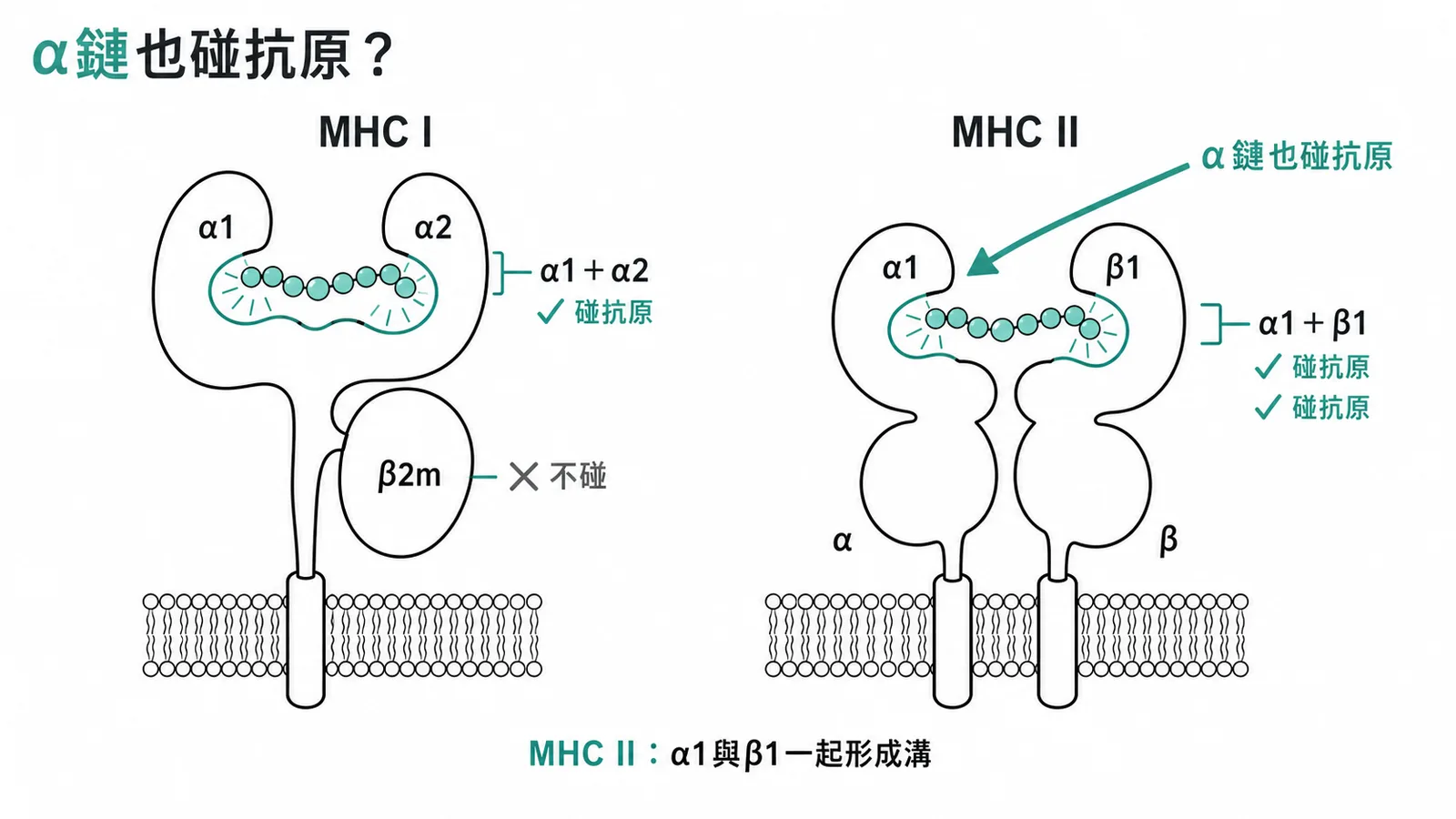 MHC class II 的 α1 與 β1 共同形成抗原結合溝