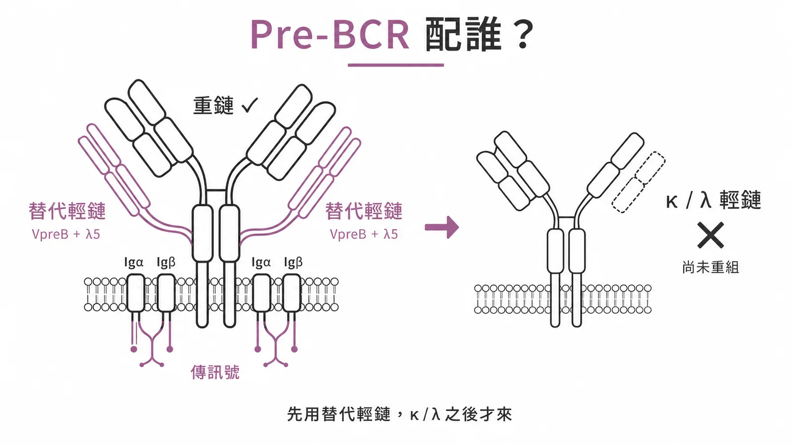 Pre-BCR 含替代輕鏈而非真正 κ/λ 輕鏈