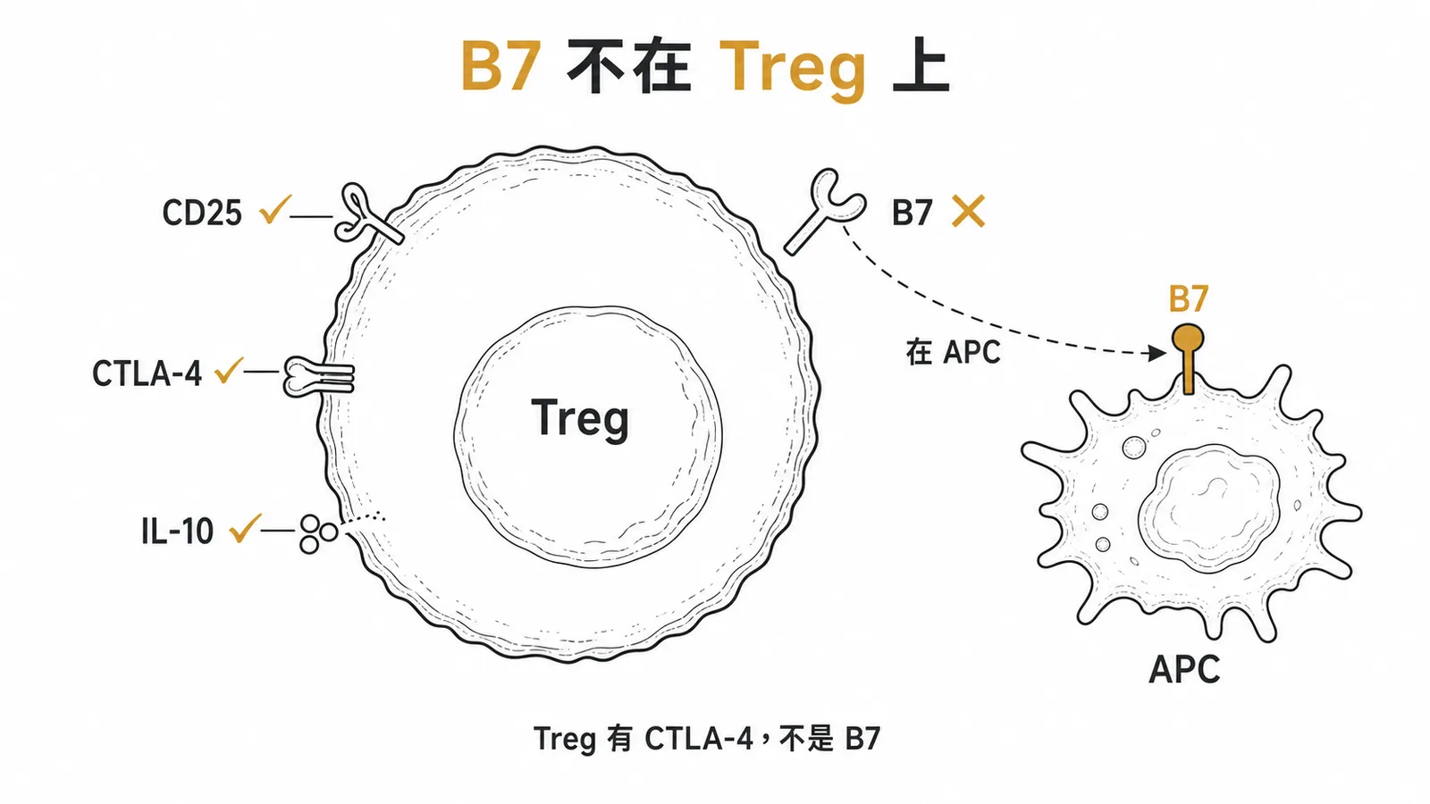 Treg 高表現 CD25 和 CTLA-4，但 B7 屬於 APC