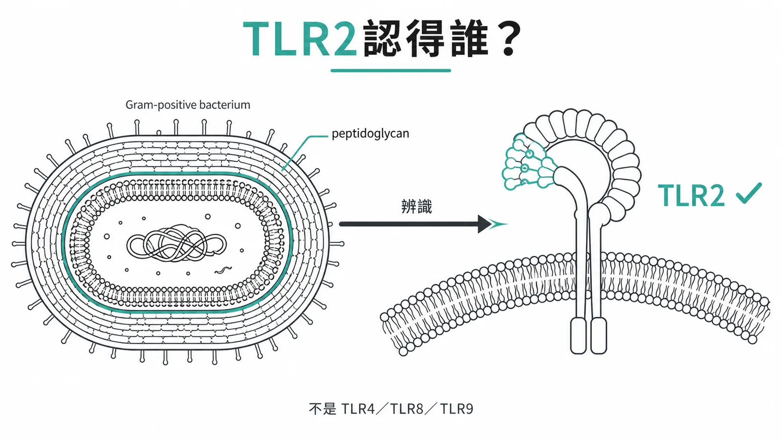 TLR2 專門辨識革蘭氏陽性菌的 peptidoglycan