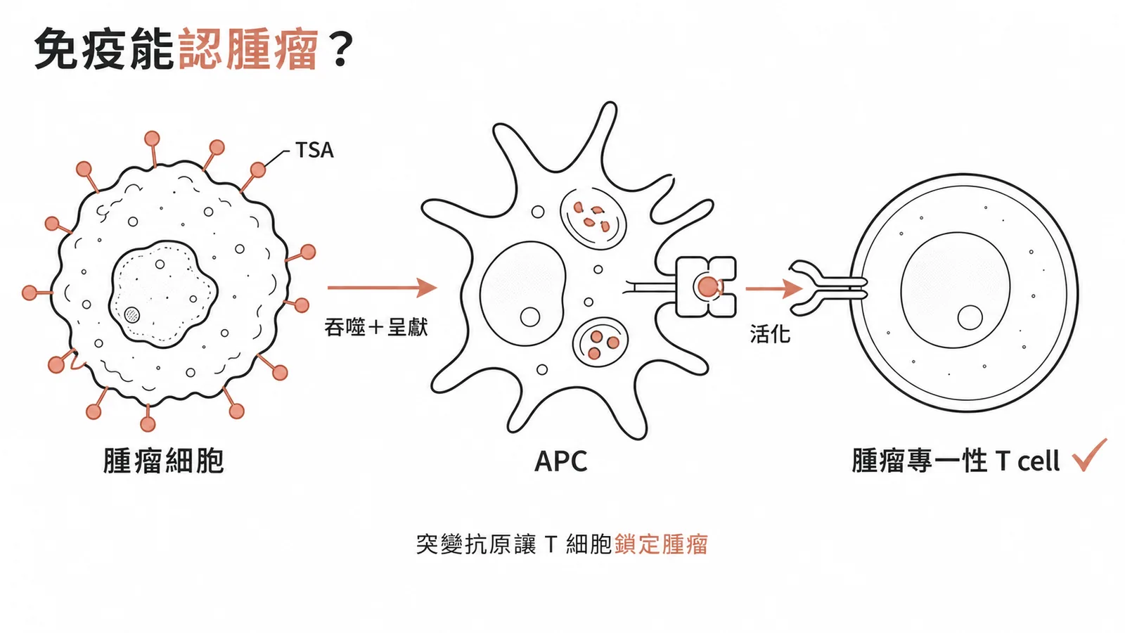 腫瘤抗原經 APC 呈獻可活化腫瘤專一性 T 細胞