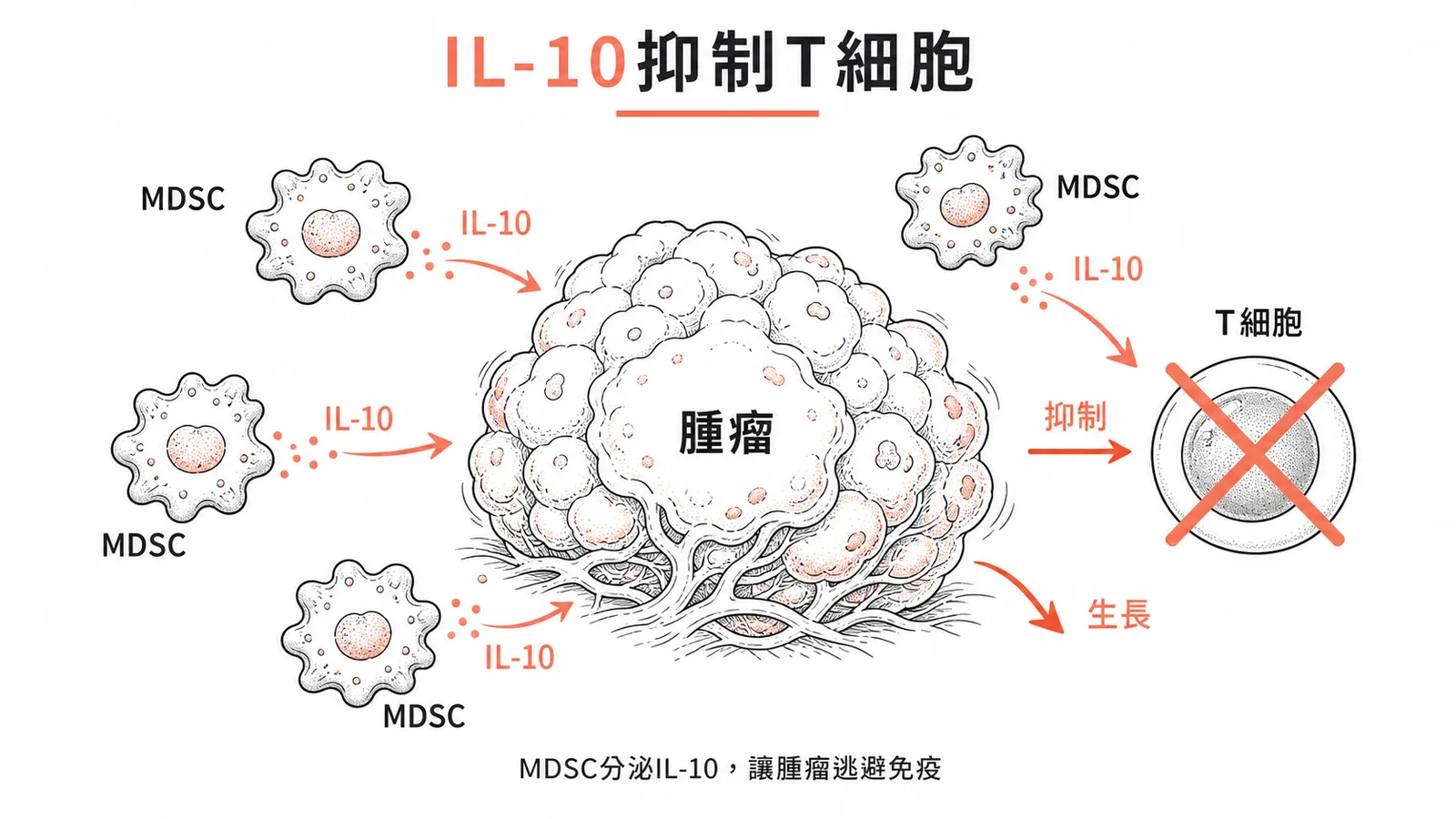 MDSCs 分泌 IL-10 抑制抗腫瘤免疫反應示意圖