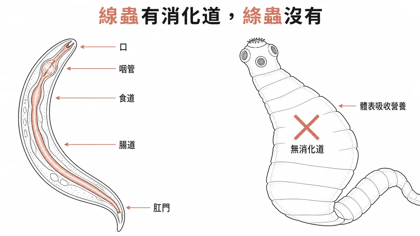 線蟲有完整消化道而絛蟲無消化道的比較示意圖