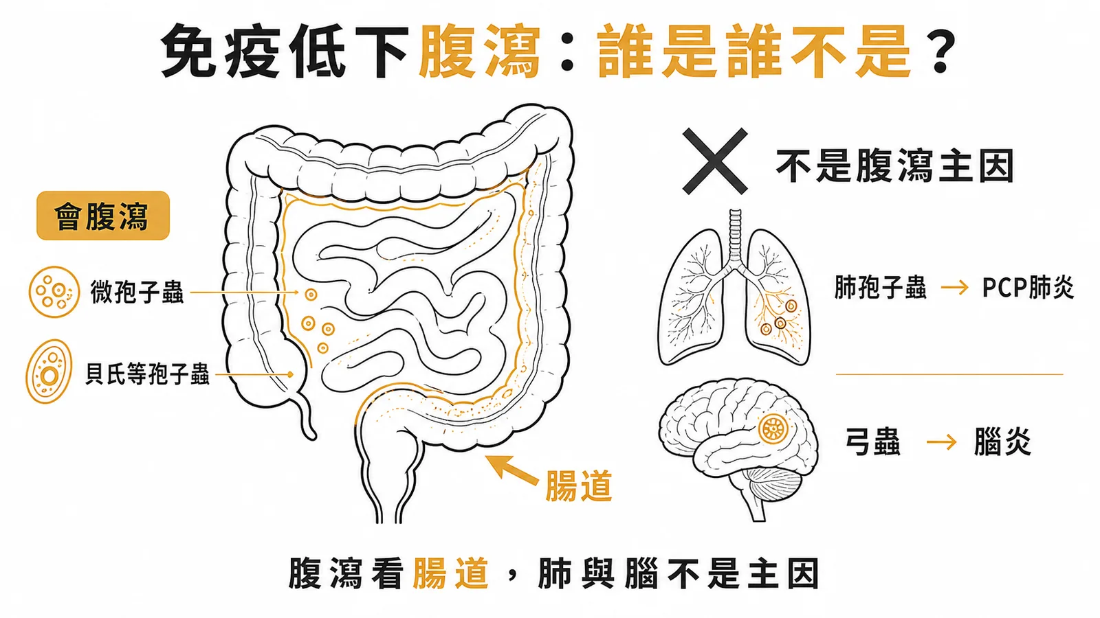 免疫妥協患者腹瀉與非腹瀉寄生蟲的對照示意圖