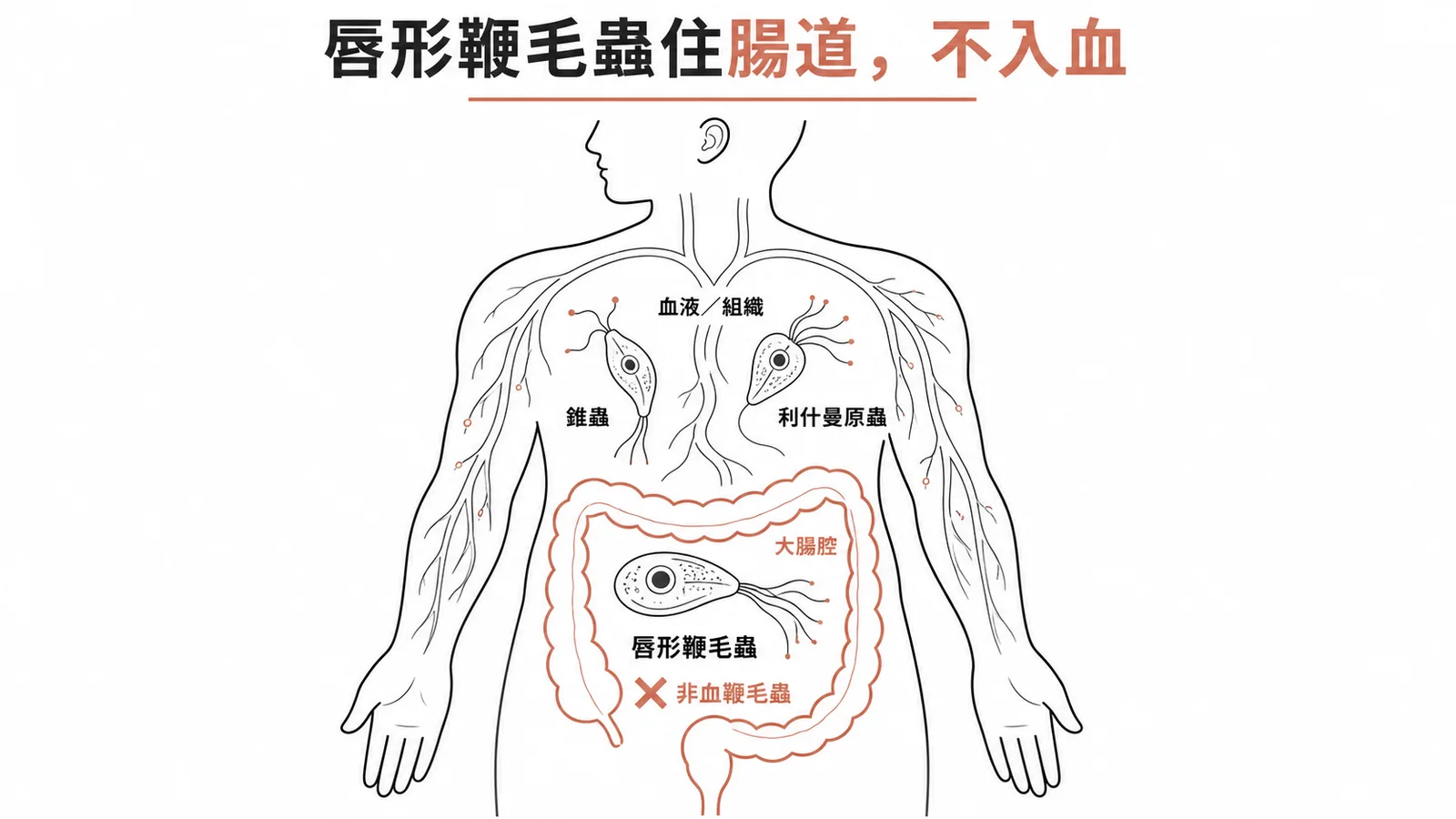 血鞭毛蟲與腸道鞭毛蟲寄生部位差異的示意圖