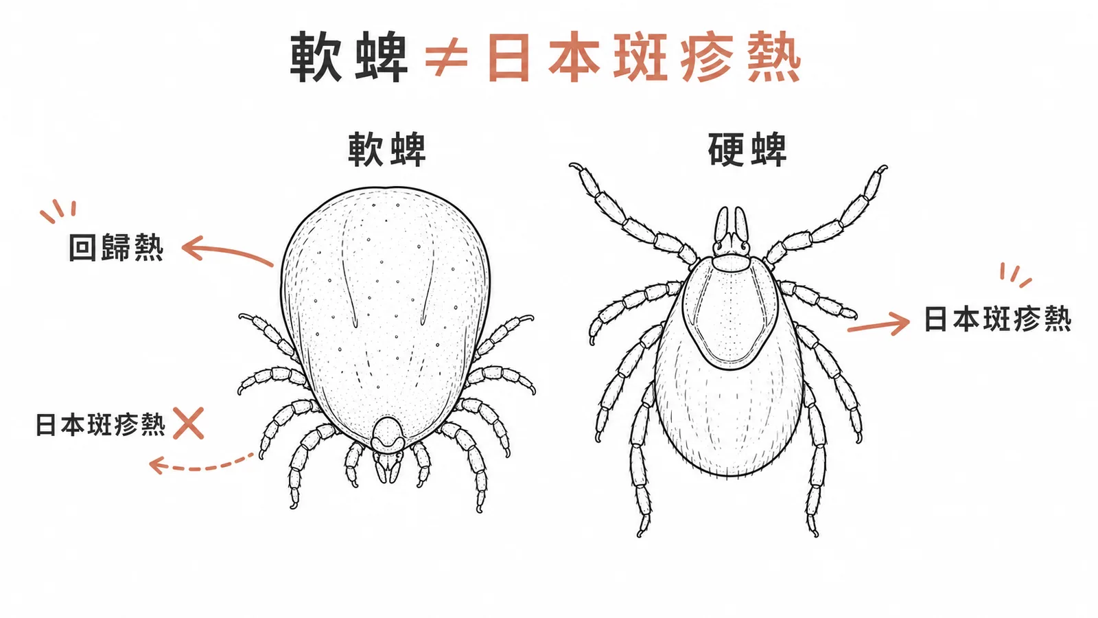 軟蜱傳播回歸熱而非日本斑疹熱的病媒配對示意圖