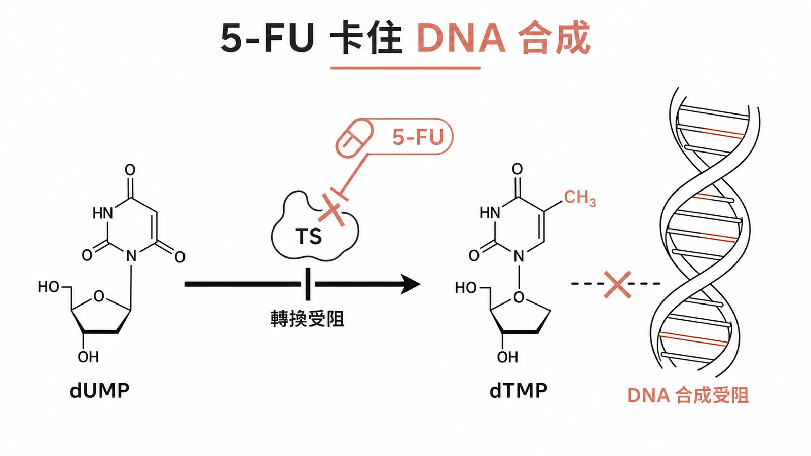 5-FU 抑制 thymidylate synthase 干擾 DNA 合成示意圖