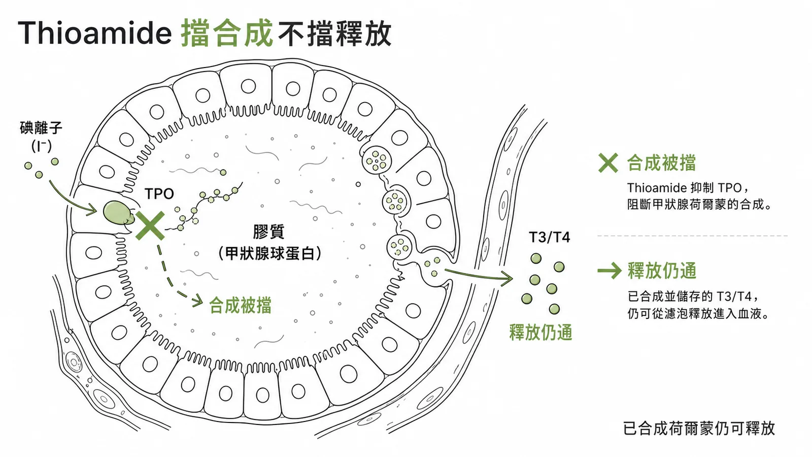 Thioamide擋合成不擋釋放示意圖
