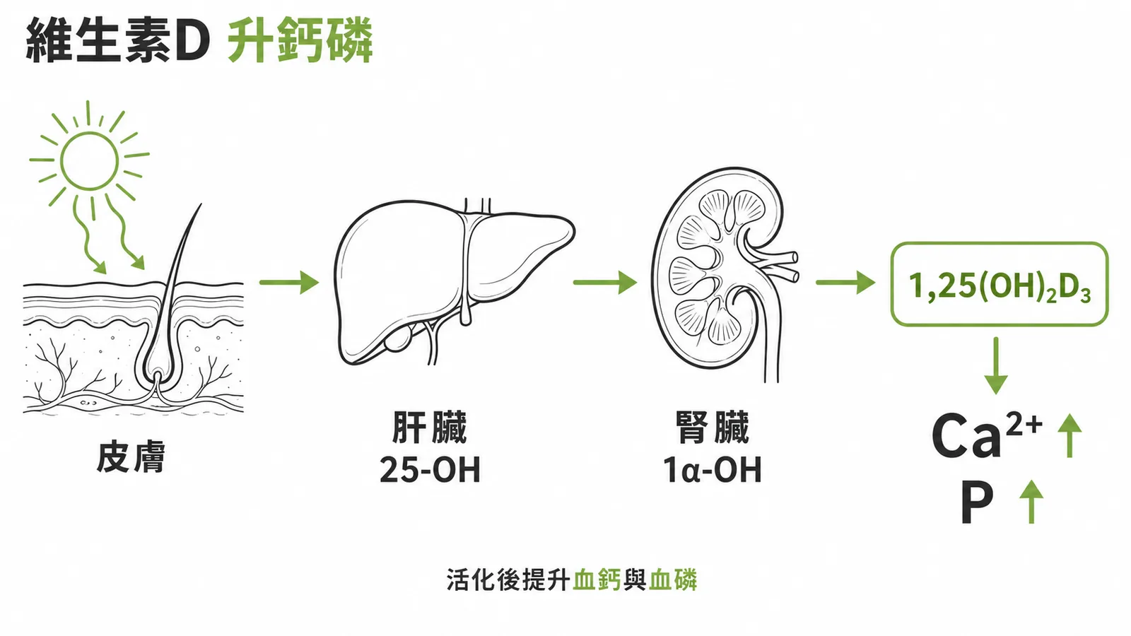 維生素D活化路徑從皮膚到腎臟升鈣磷示意圖