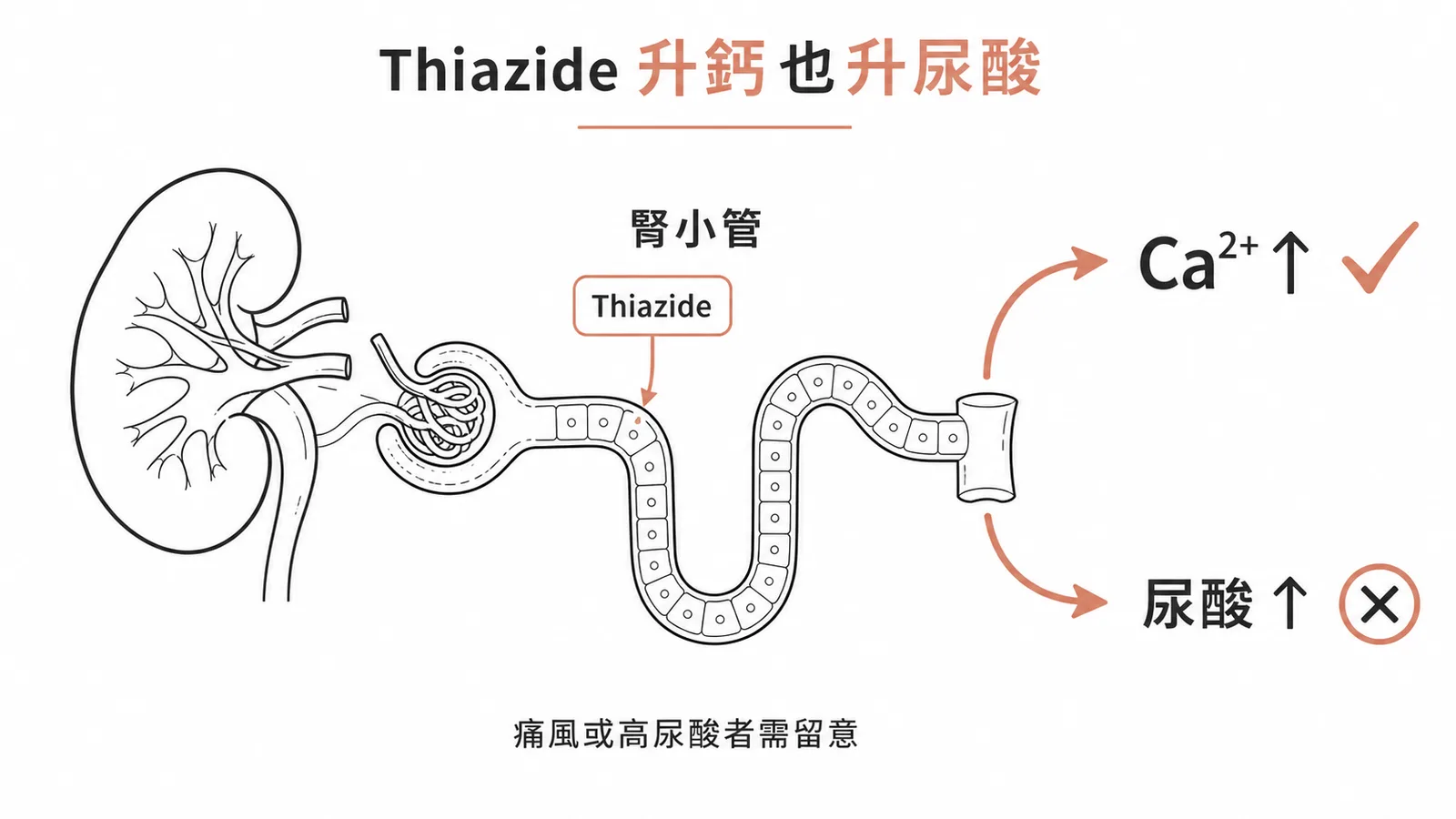 Thiazide升血鈣也升尿酸副作用示意圖