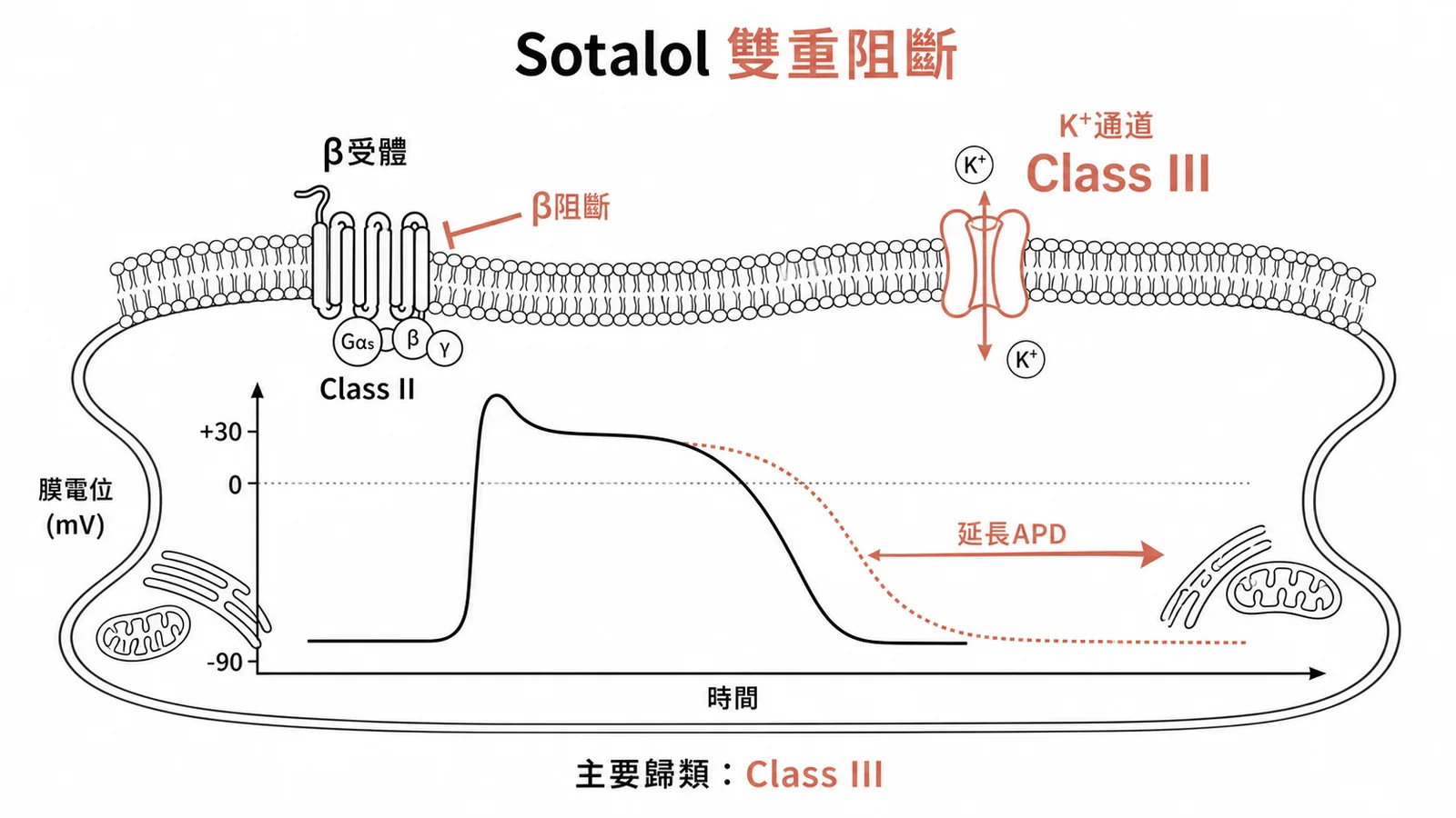 Sotalol同時具有β阻斷與K通道阻斷雙重作用示意圖