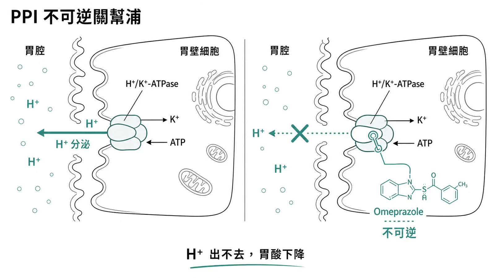 Omeprazole不可逆抑制質子幫浦H+K+ATPase示意圖