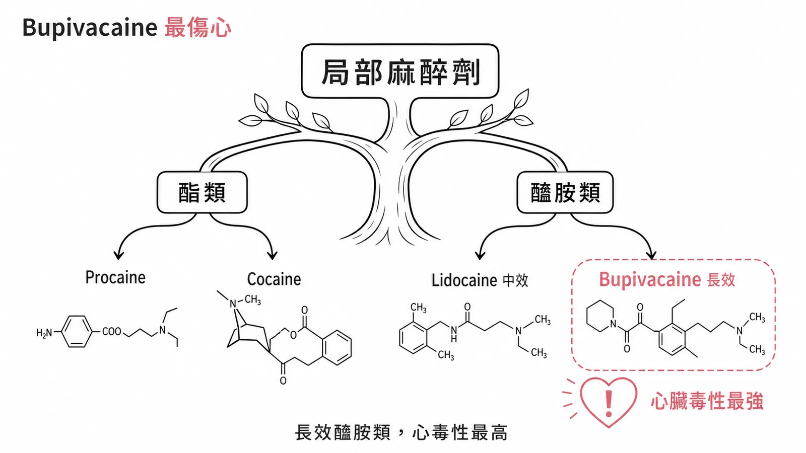 Bupivacaine 為長效醯胺類局部麻醉劑心臟毒性最強示意圖