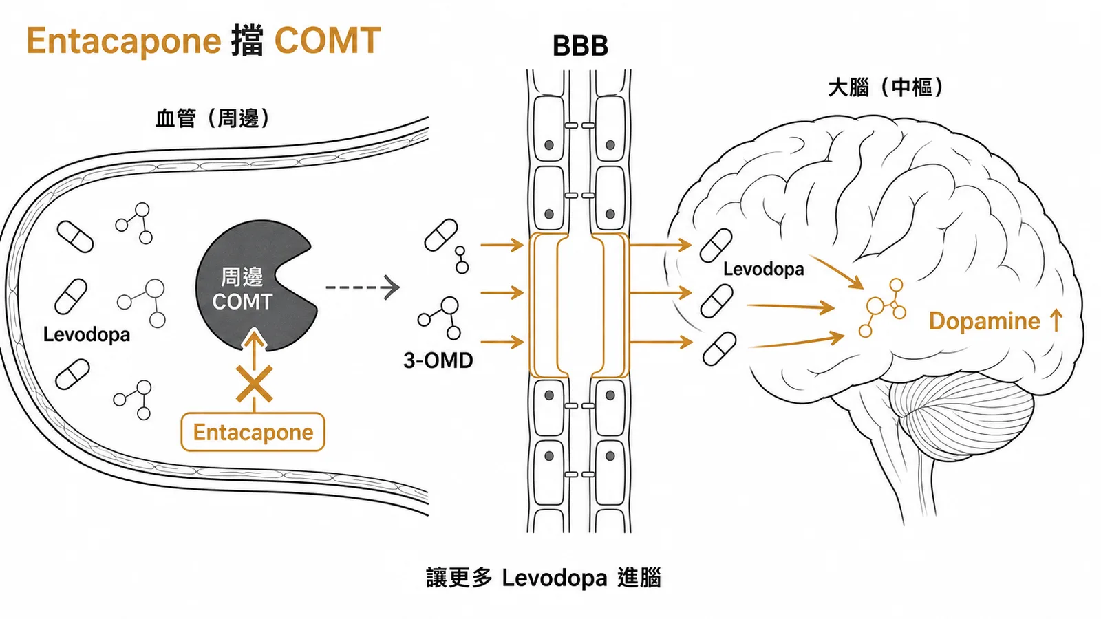Entacapone 抑制周邊 COMT 讓更多 Levodopa 進入腦部示意圖