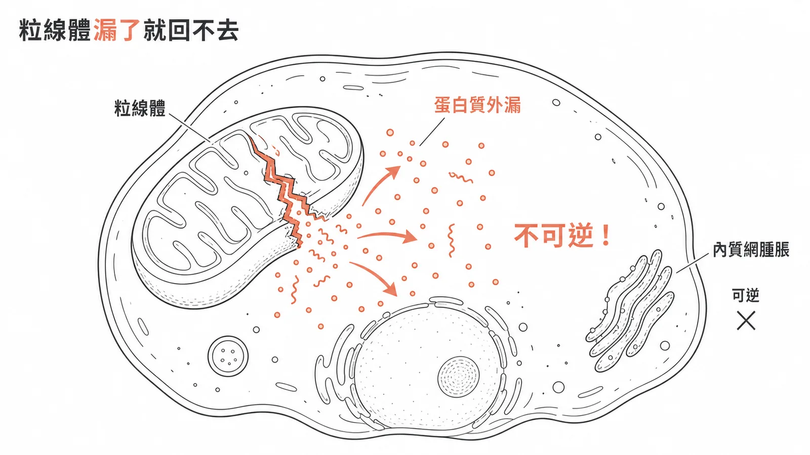 粒線體蛋白質洩漏代表細胞進入不可逆損傷示意圖