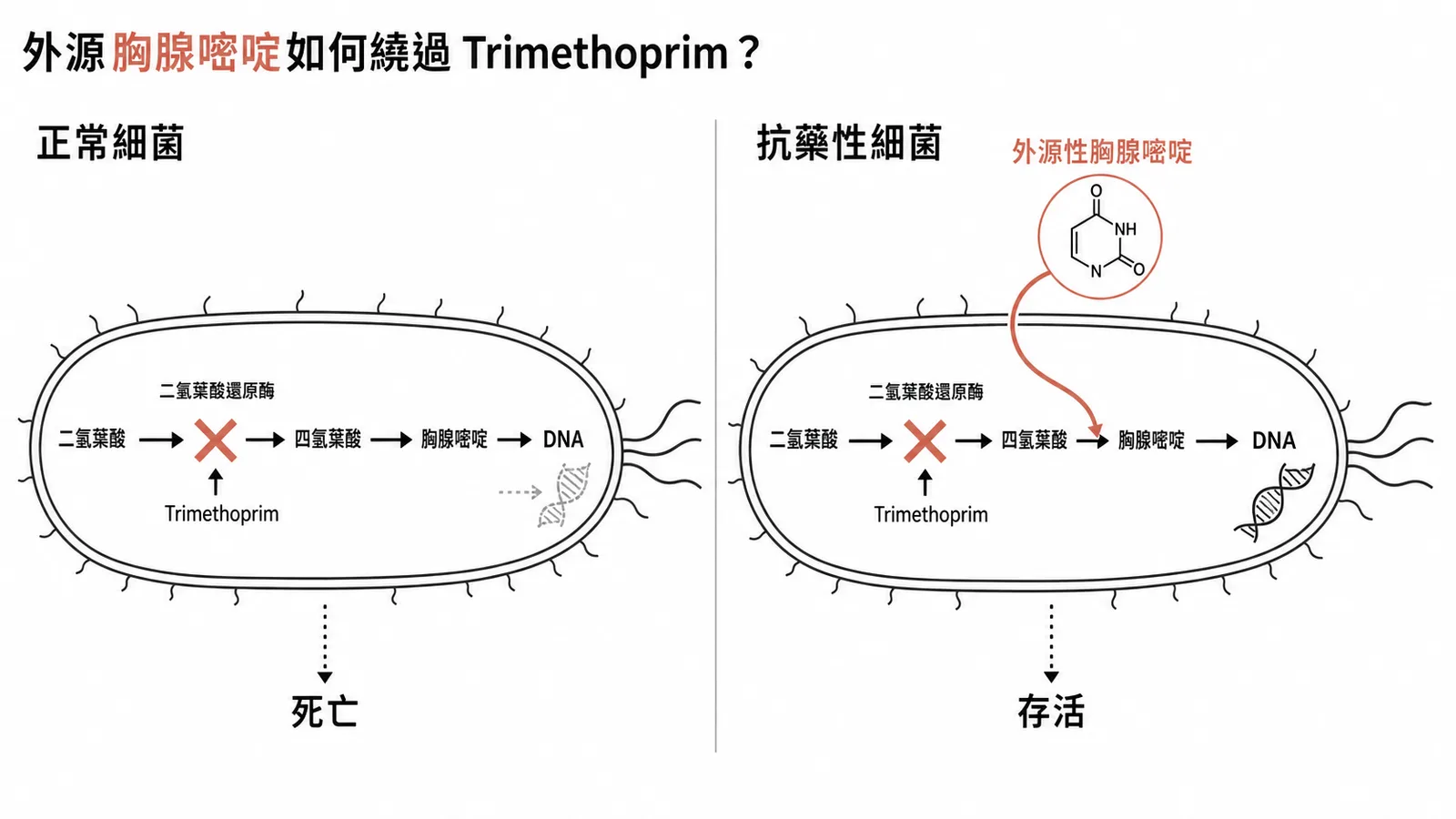 Trimethoprim 抗藥性機制:外源胸腺嘧啶繞過葉酸合成阻斷