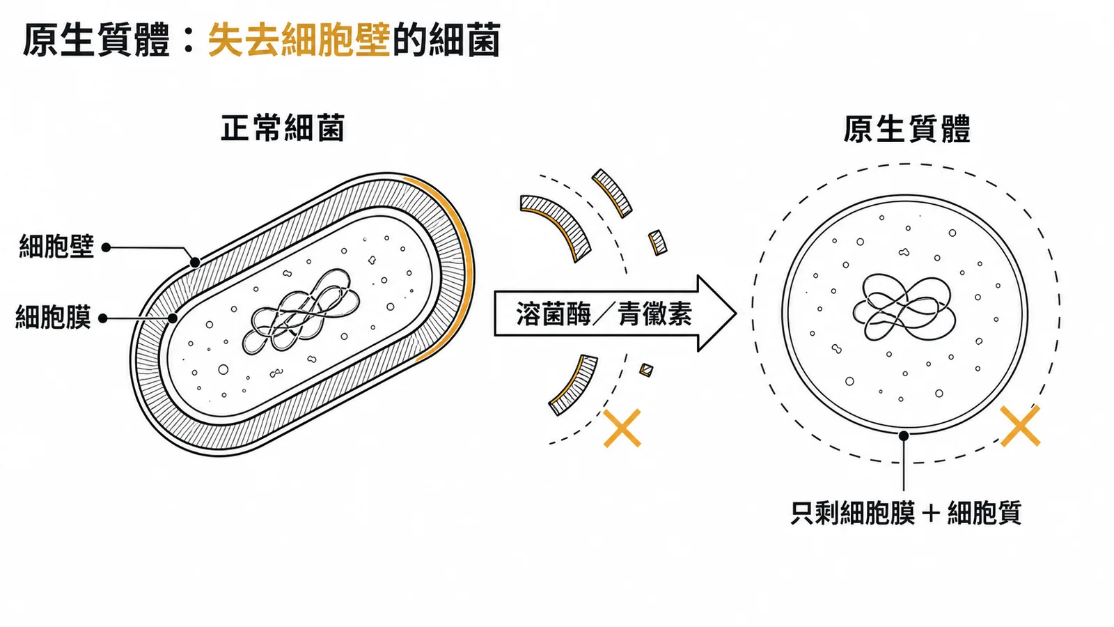 原生質體:細菌失去細胞壁後只剩細胞膜與細胞質的球形體
