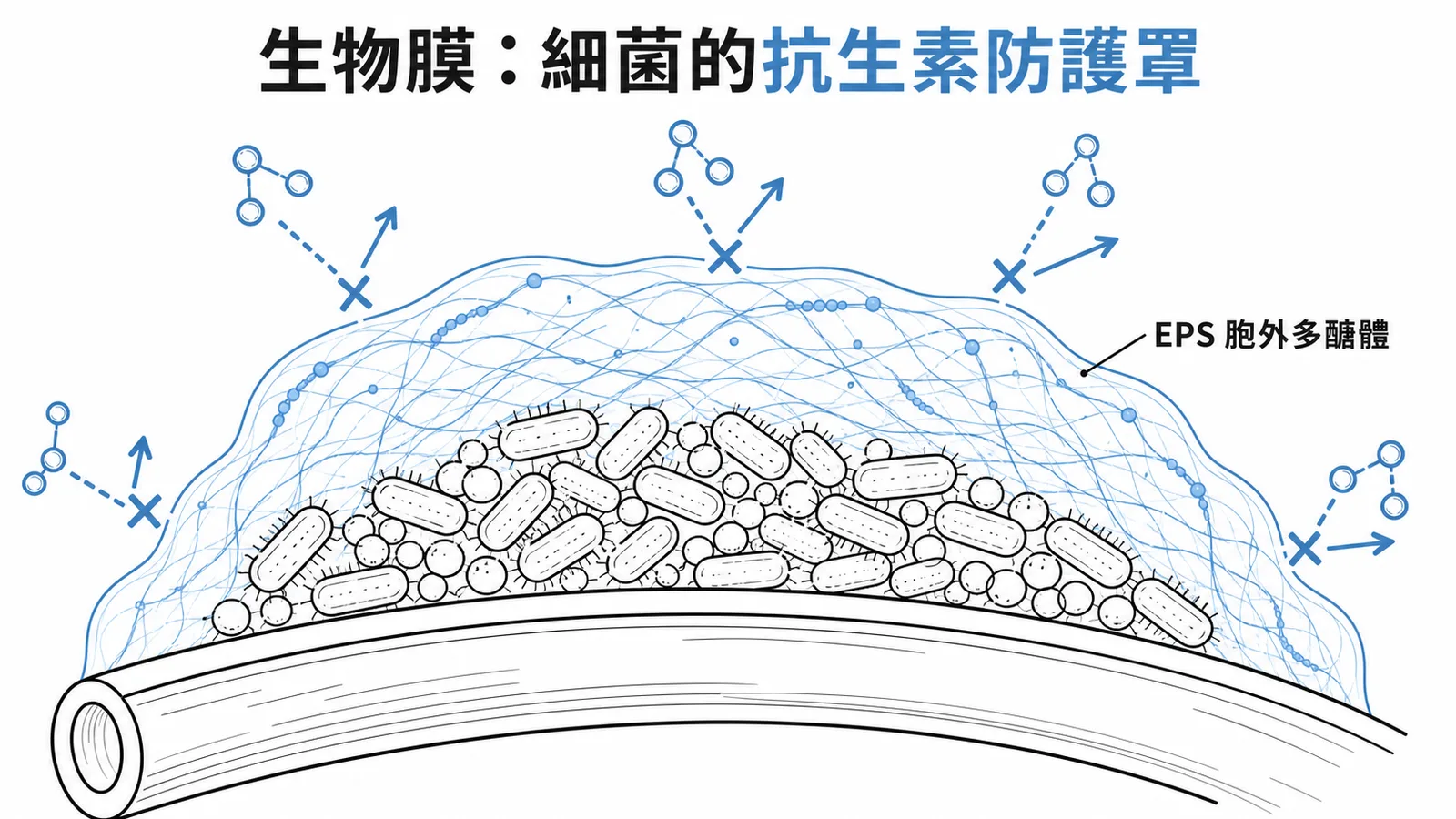 生物膜包覆細菌阻擋抗生素穿透的防護機制